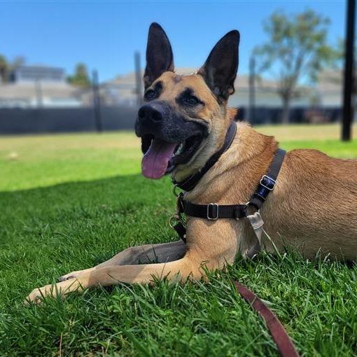 Lukas, a Adoptable mixed breed in Freeport, FL image 6/6