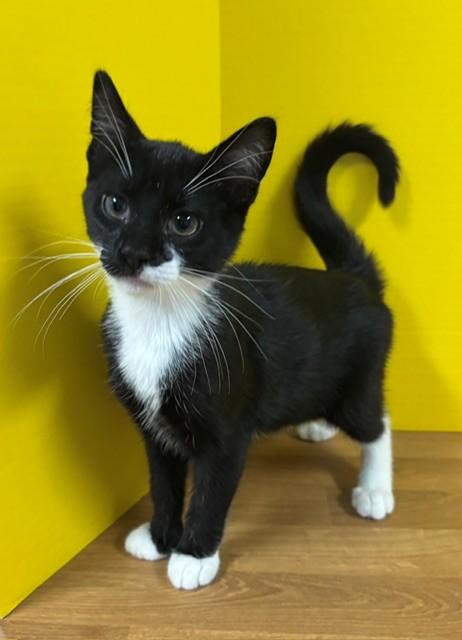 Enlarge Lime, an adopted Domestic Short Hair in Hawk Point, MO image 1/4