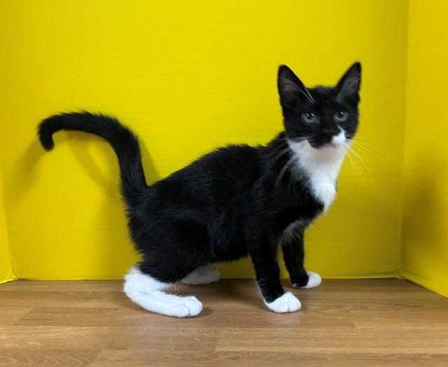 Enlarge Lime, an adopted Domestic Short Hair in Hawk Point, MO image 2/4