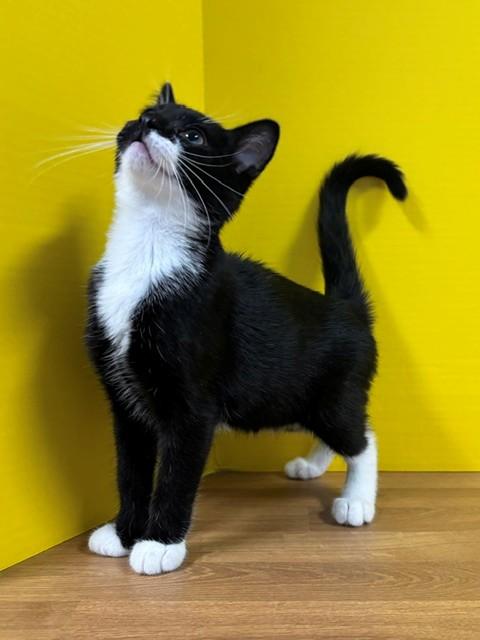 Enlarge Lime, an adopted Domestic Short Hair in Hawk Point, MO image 3/4