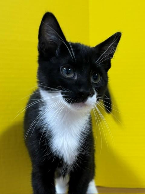 Enlarge Lime, an adopted Domestic Short Hair in Hawk Point, MO image 4/4