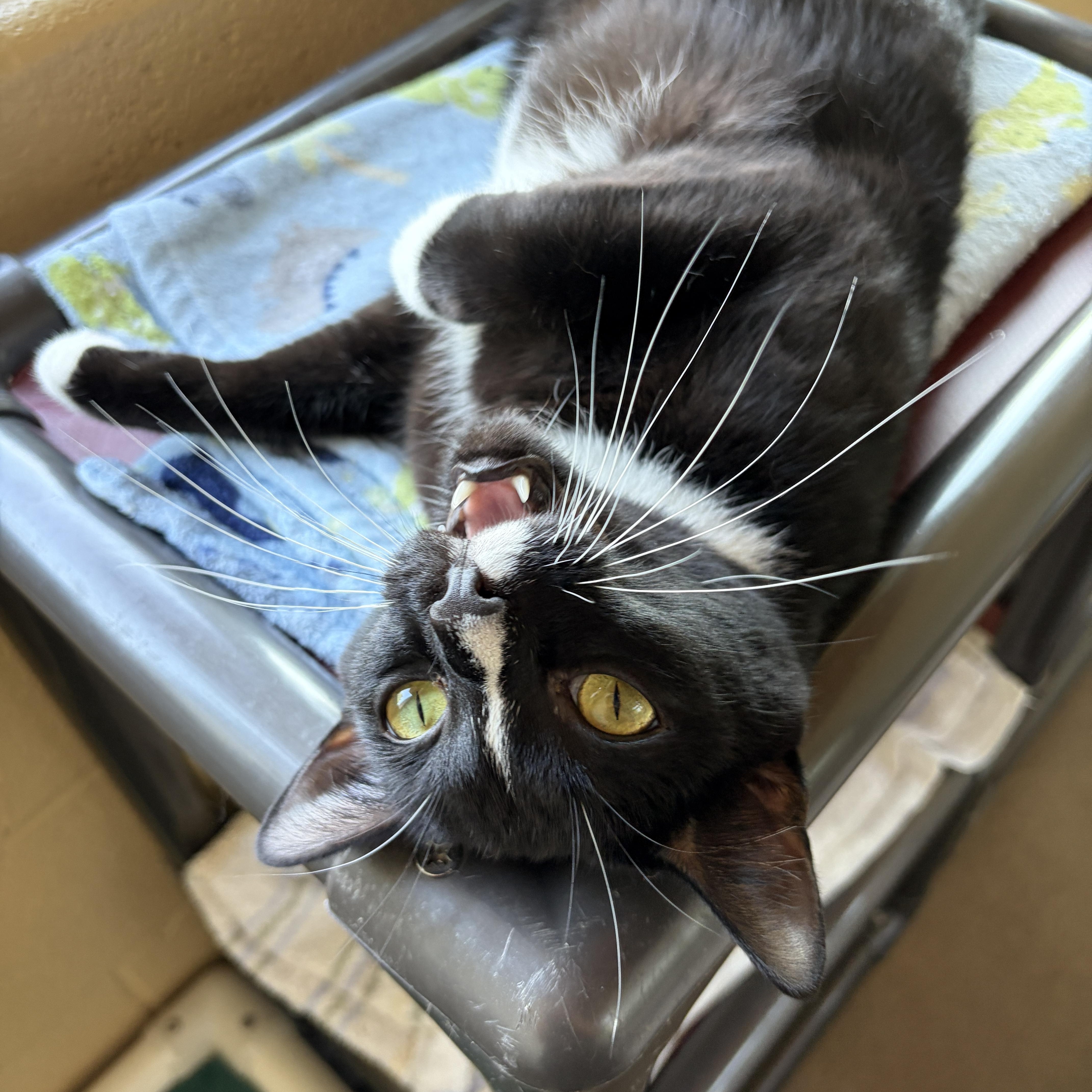 Enlarge Whiskey, an adoptable Domestic Short Hair in Winchester, VA image 2/5