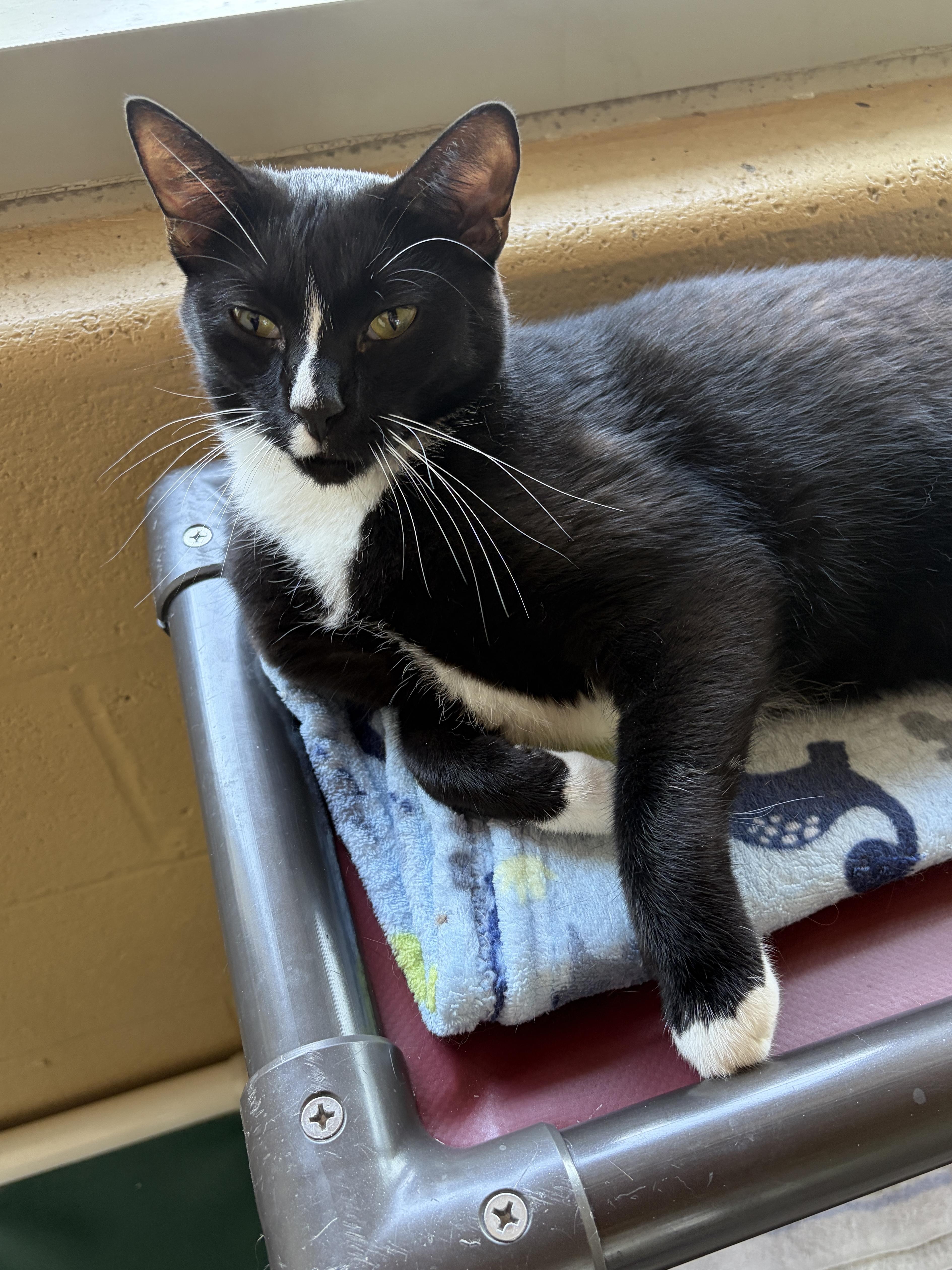 Enlarge Whiskey, an adoptable Domestic Short Hair in Winchester, VA image 3/5