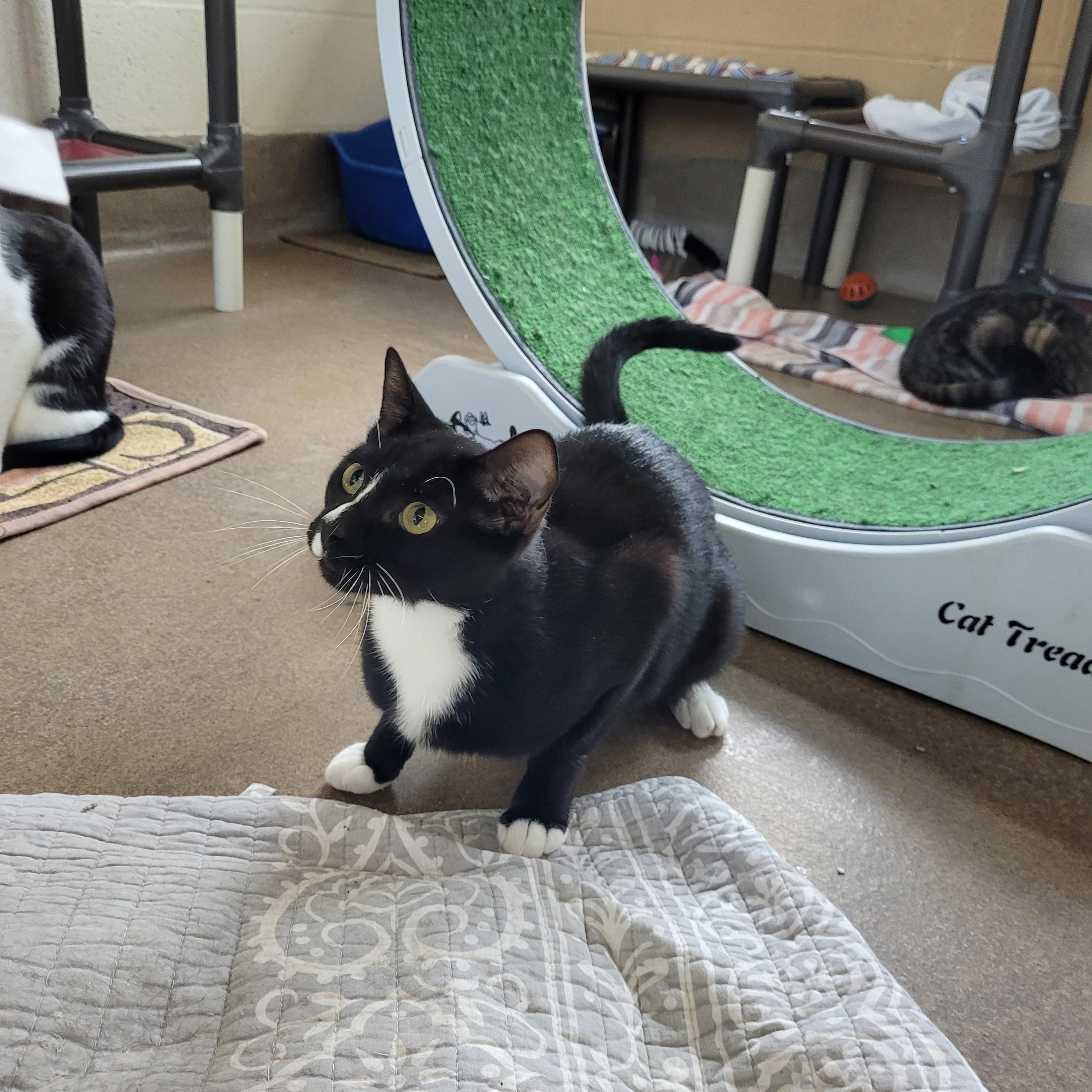 Whiskey, Adoptable, Young Female Domestic Short Hair.