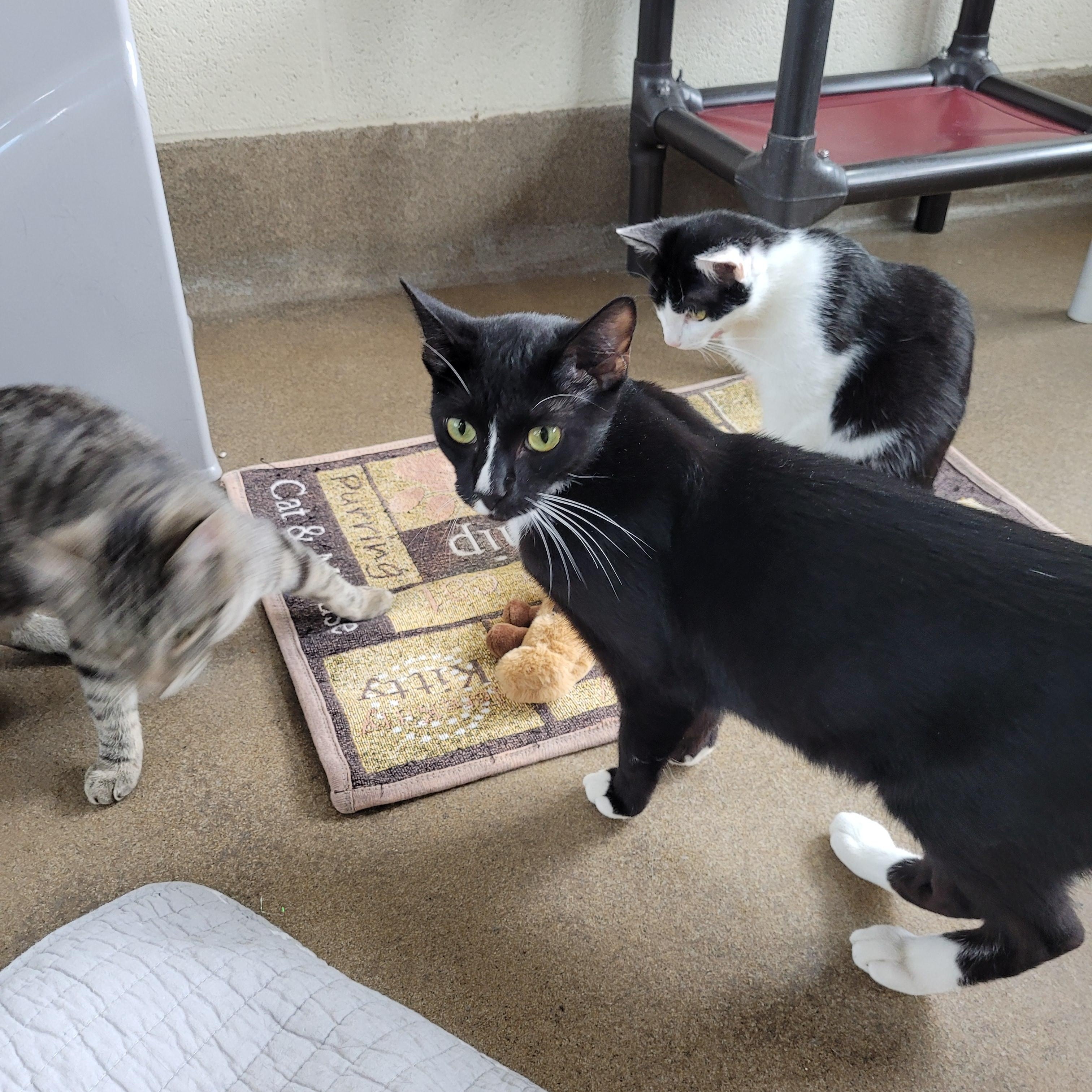 Enlarge Whiskey, a Adoptable Domestic Short Hair in Winchester, VA image 2/4