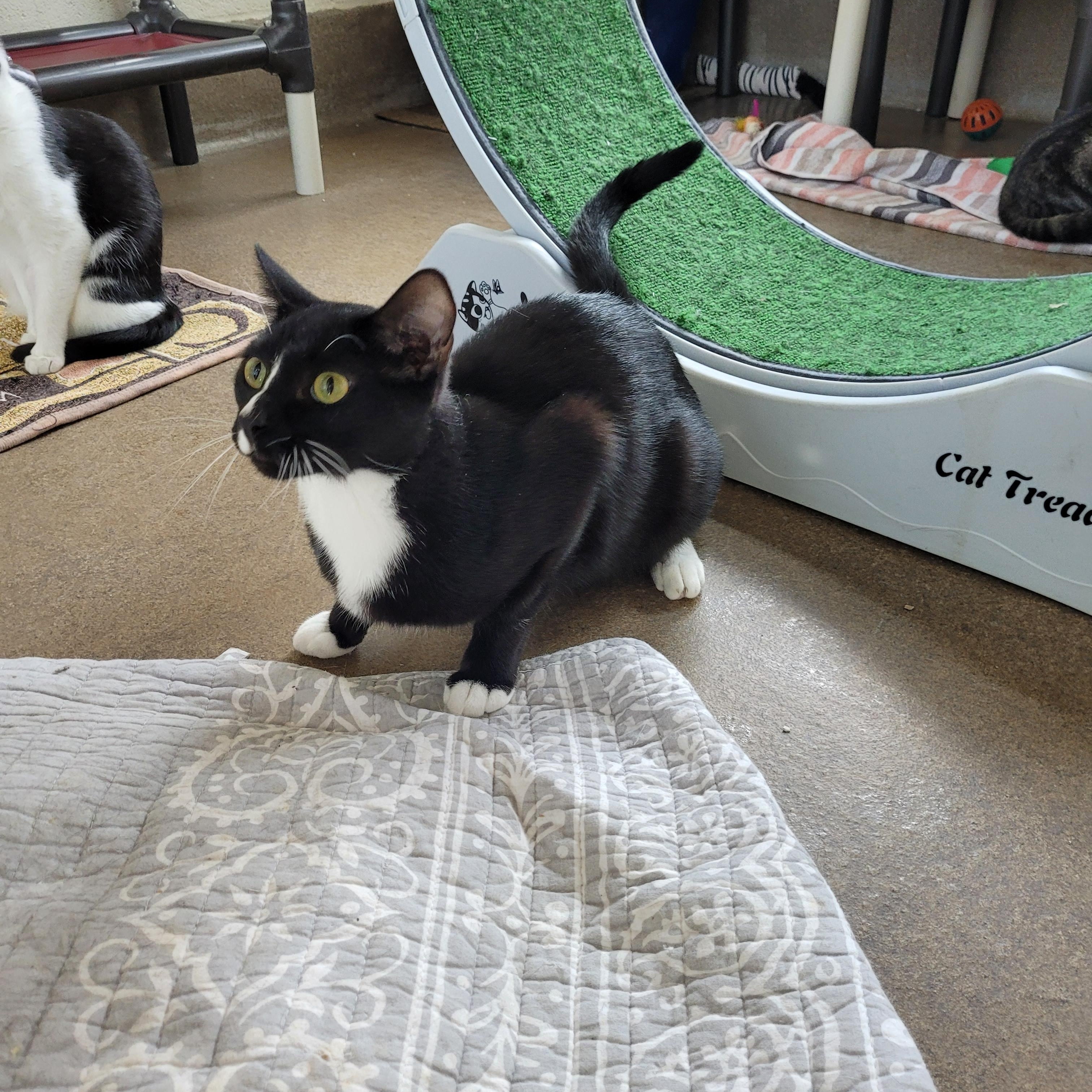 Enlarge Whiskey, a Adoptable Domestic Short Hair in Winchester, VA image 3/4