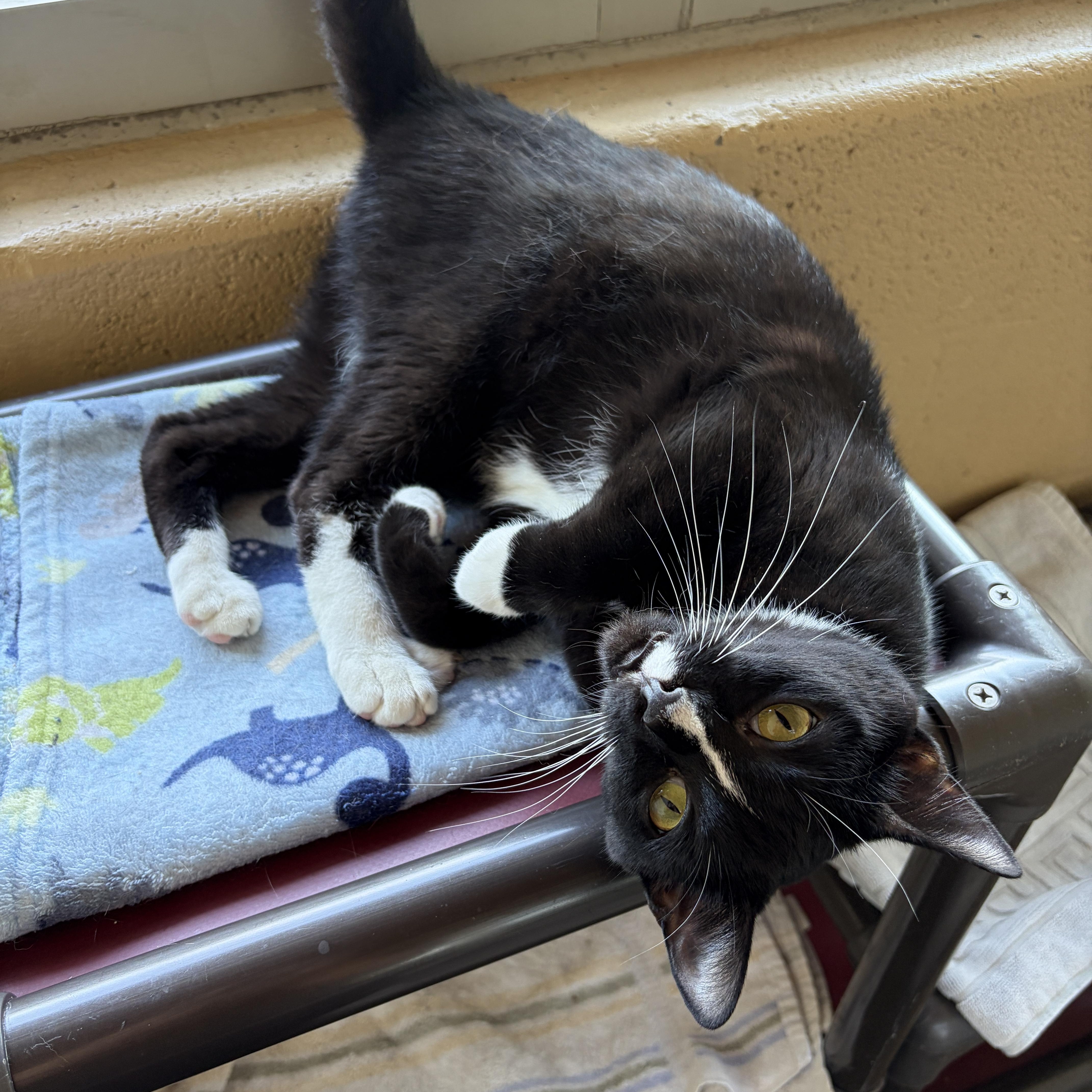 Enlarge Whiskey, an adoptable Domestic Short Hair in Winchester, VA image 1/5