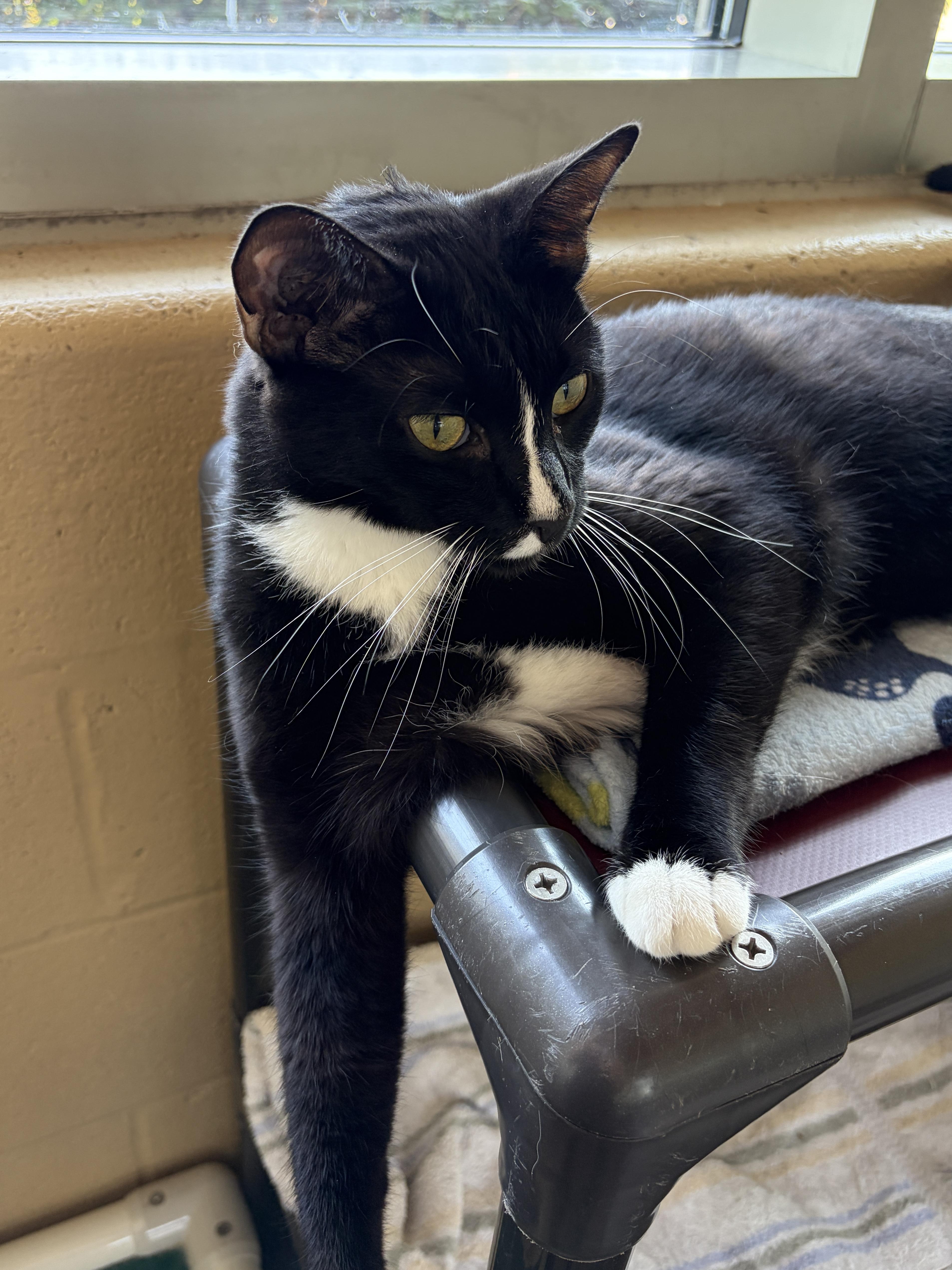 Enlarge Whiskey, an adoptable Domestic Short Hair in Winchester, VA image 4/5