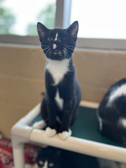 Enlarge Whiskey, an adoptable Domestic Short Hair in Winchester, VA image 5/5