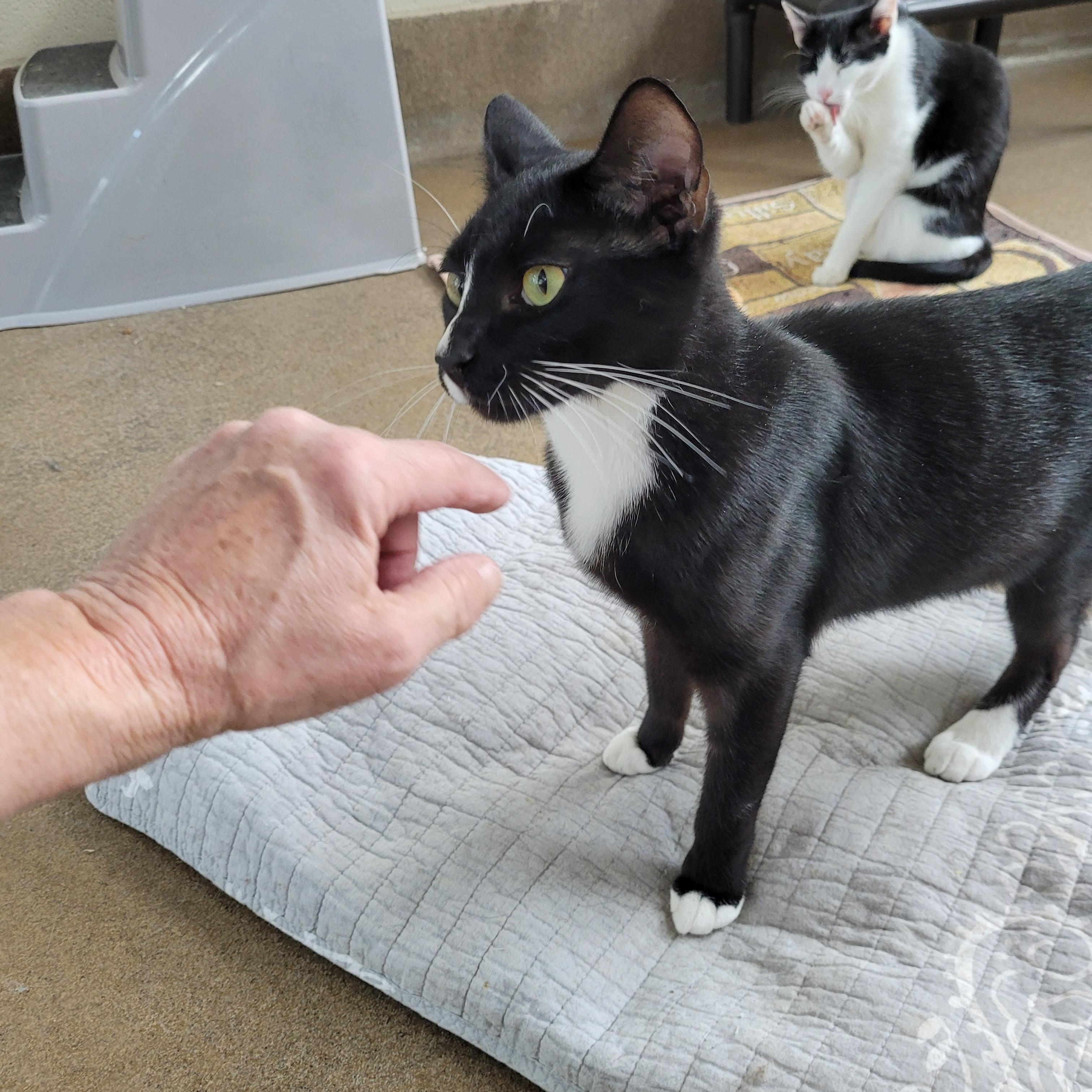 Enlarge Whiskey, a Adoptable Domestic Short Hair in Winchester, VA image 4/4