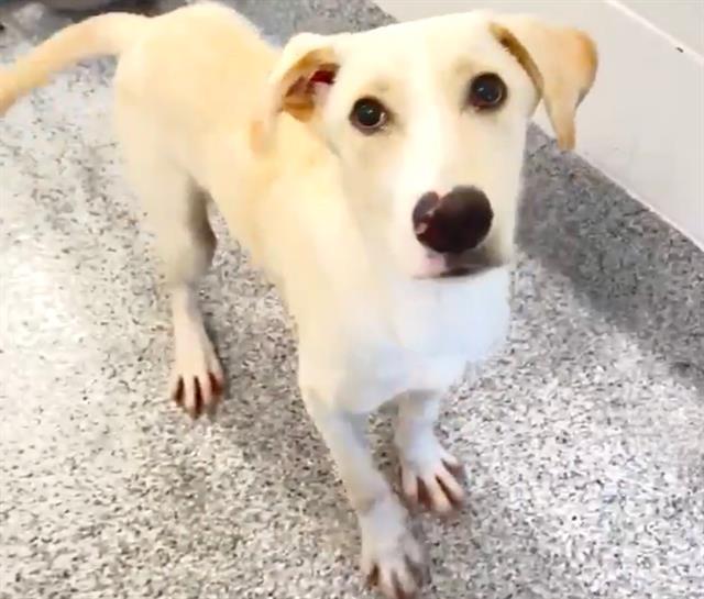 JELLYBEAN, Adoptable, Young Female Labrador Retriever & Mixed Breed.