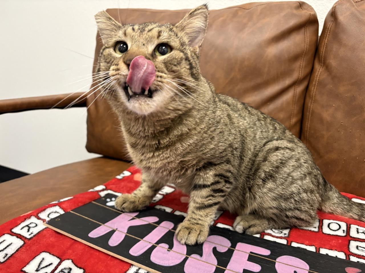 Jim, ADOPTABLE, Young Male Domestic Short Hair.