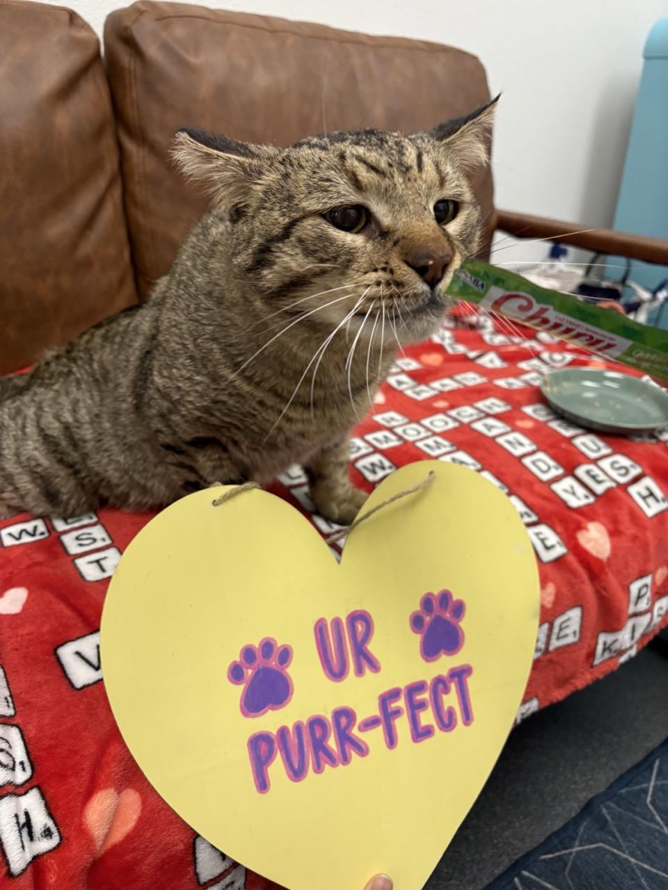 Enlarge Jim, a ADOPTABLE Domestic Short Hair in Las Vegas, NV image 2/6