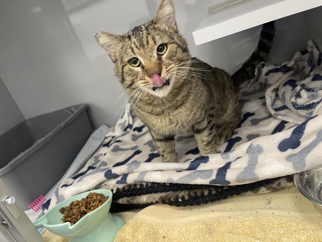 Enlarge Jim, a ADOPTABLE Domestic Short Hair in Las Vegas, NV image 4/6