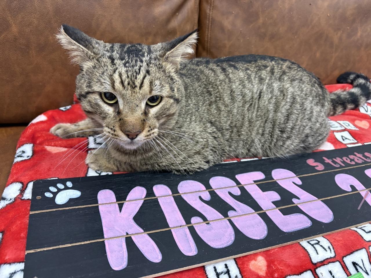 Enlarge Jim, a ADOPTABLE Domestic Short Hair in Las Vegas, NV image 3/6