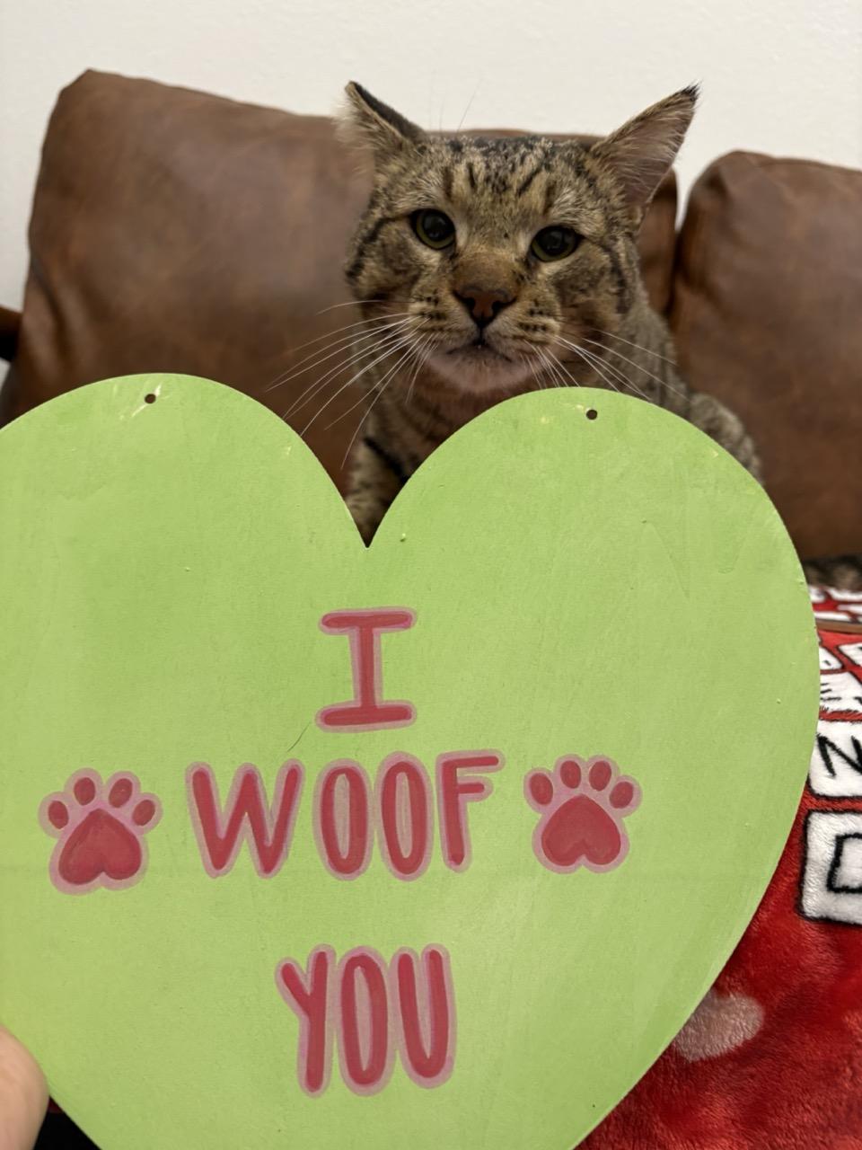 Enlarge Jim, a ADOPTABLE Domestic Short Hair in Las Vegas, NV image 6/6