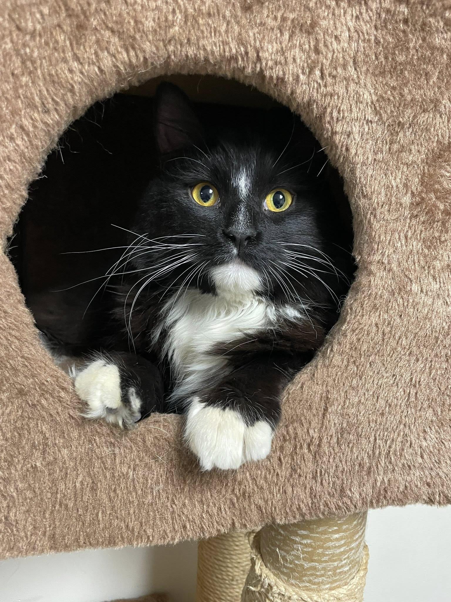 Enlarge Figaro, an adopted Domestic Medium Hair in Sterling Heights, MI image 4/5