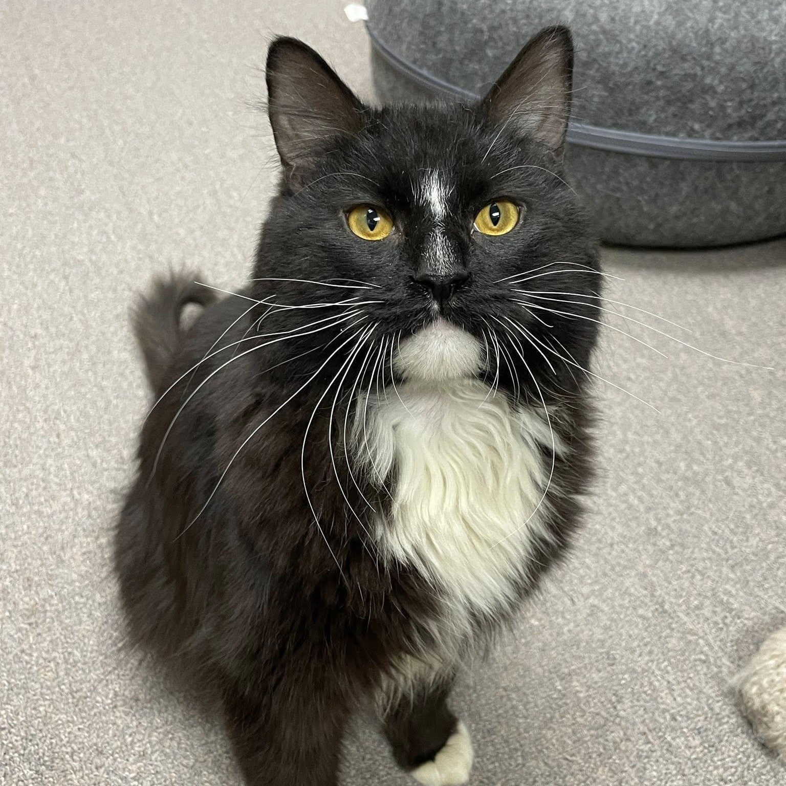 Figaro, adopted, Young Male Domestic Medium Hair.