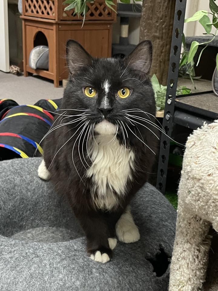 Enlarge Figaro, an adopted Domestic Medium Hair in Sterling Heights, MI image 5/5
