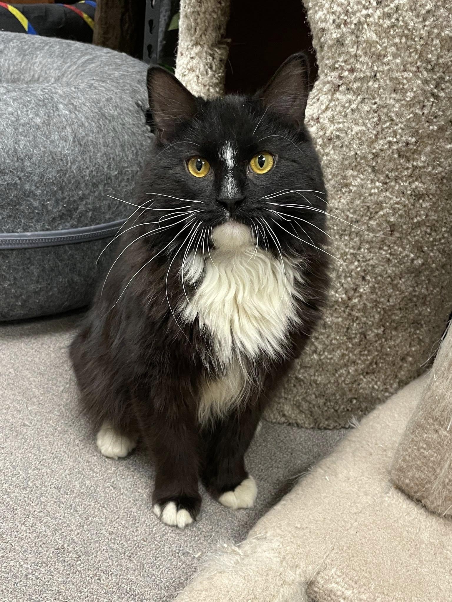 Enlarge Figaro, an adopted Domestic Medium Hair in Sterling Heights, MI image 2/5