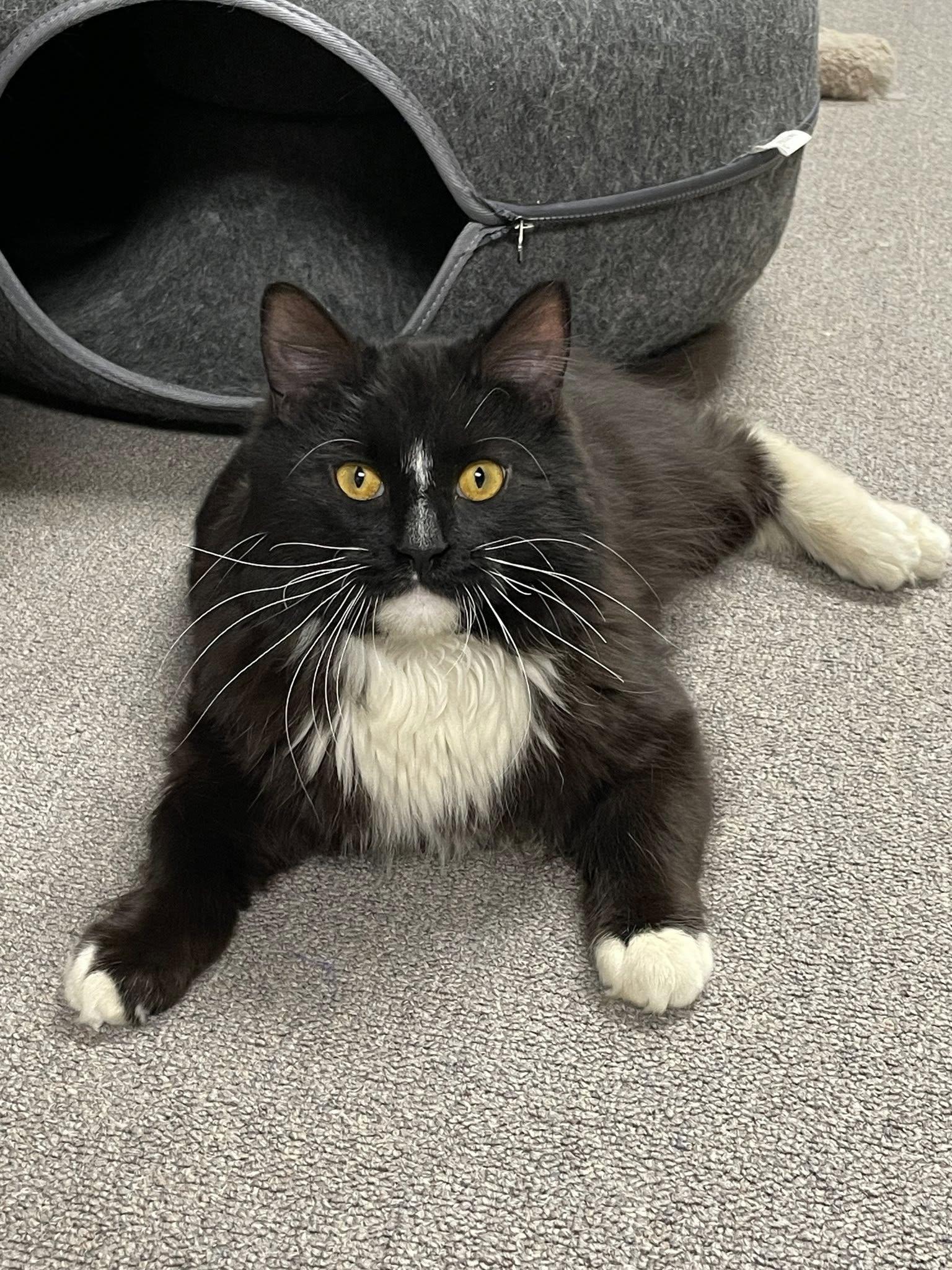 Enlarge Figaro, an adopted Domestic Medium Hair in Sterling Heights, MI image 3/5