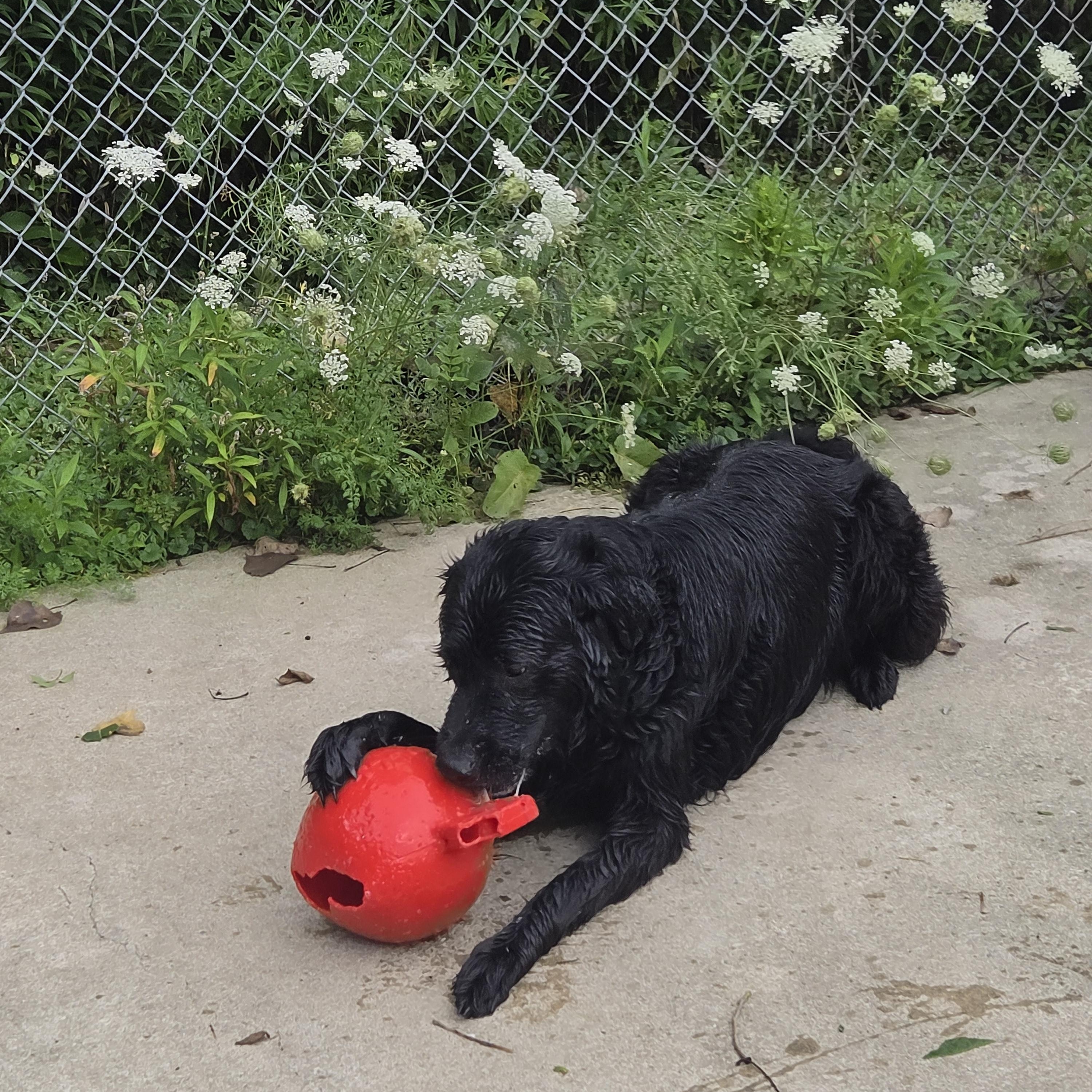 Chester, a ADOPTABLE mixed breed in Medina, OH image 2/4
