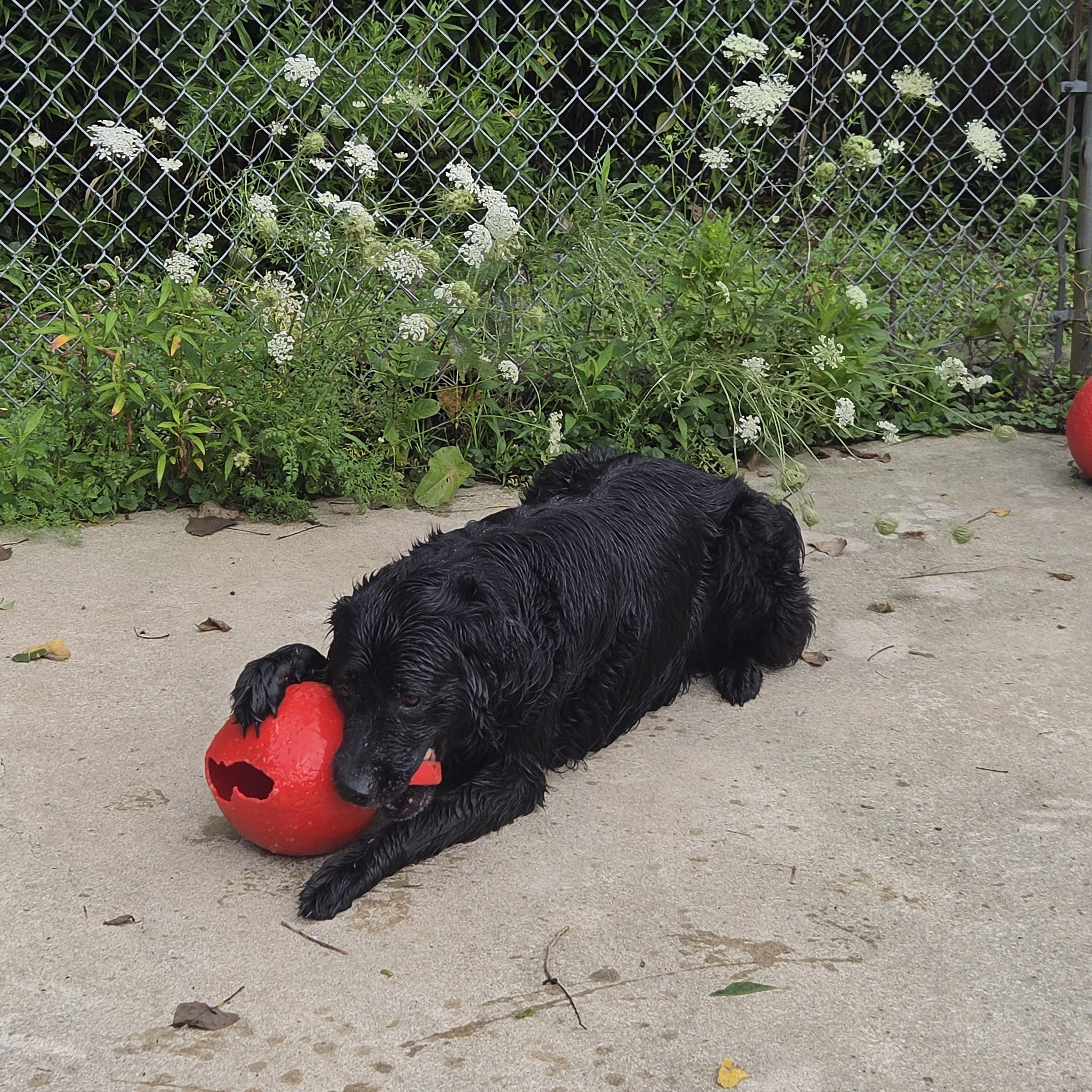 Chester, a ADOPTABLE mixed breed in Medina, OH image 1/4