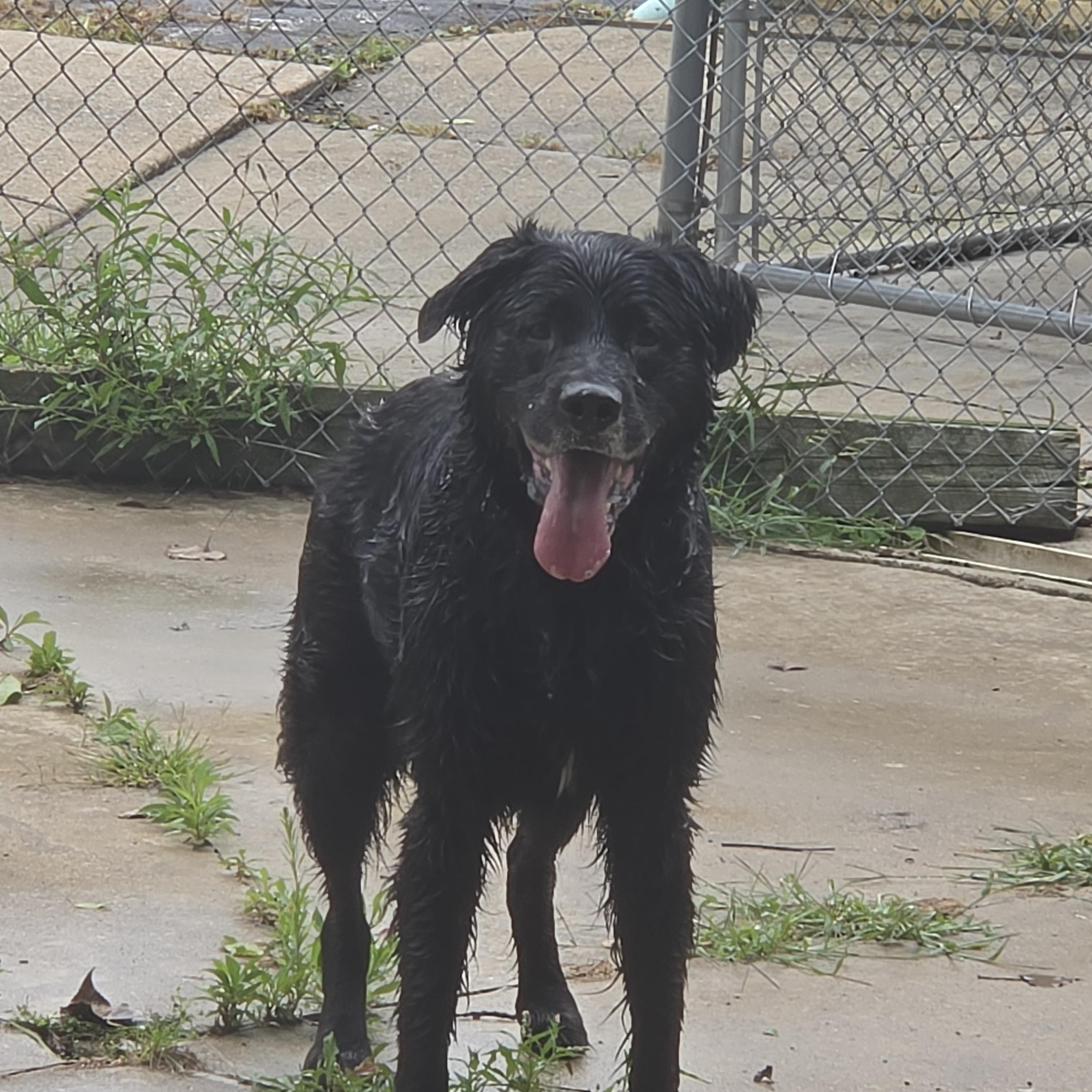 Chester, a ADOPTABLE mixed breed in Medina, OH image 3/4
