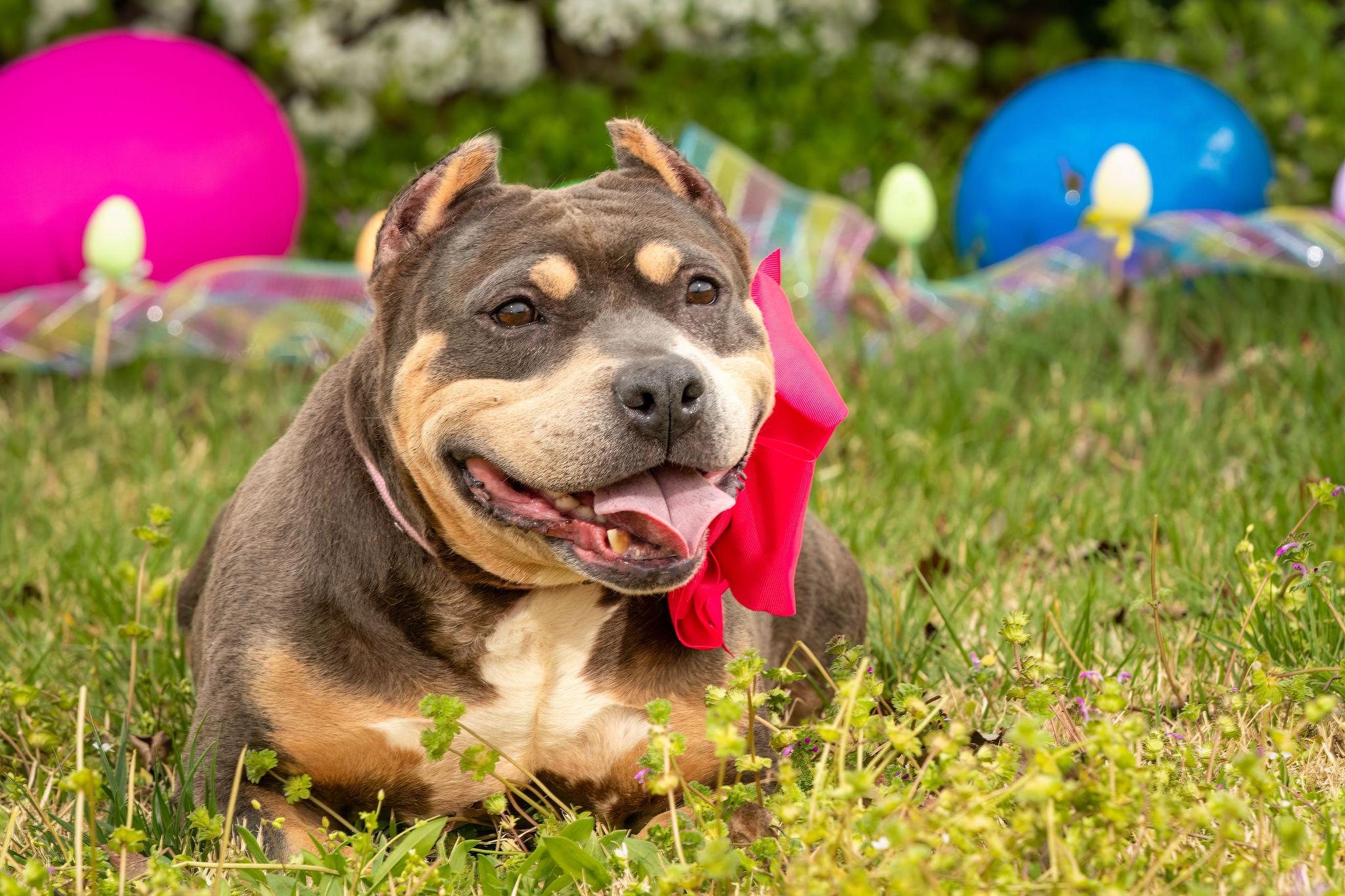 Fajita, ADOPTABLE, Adult Female American Bully.