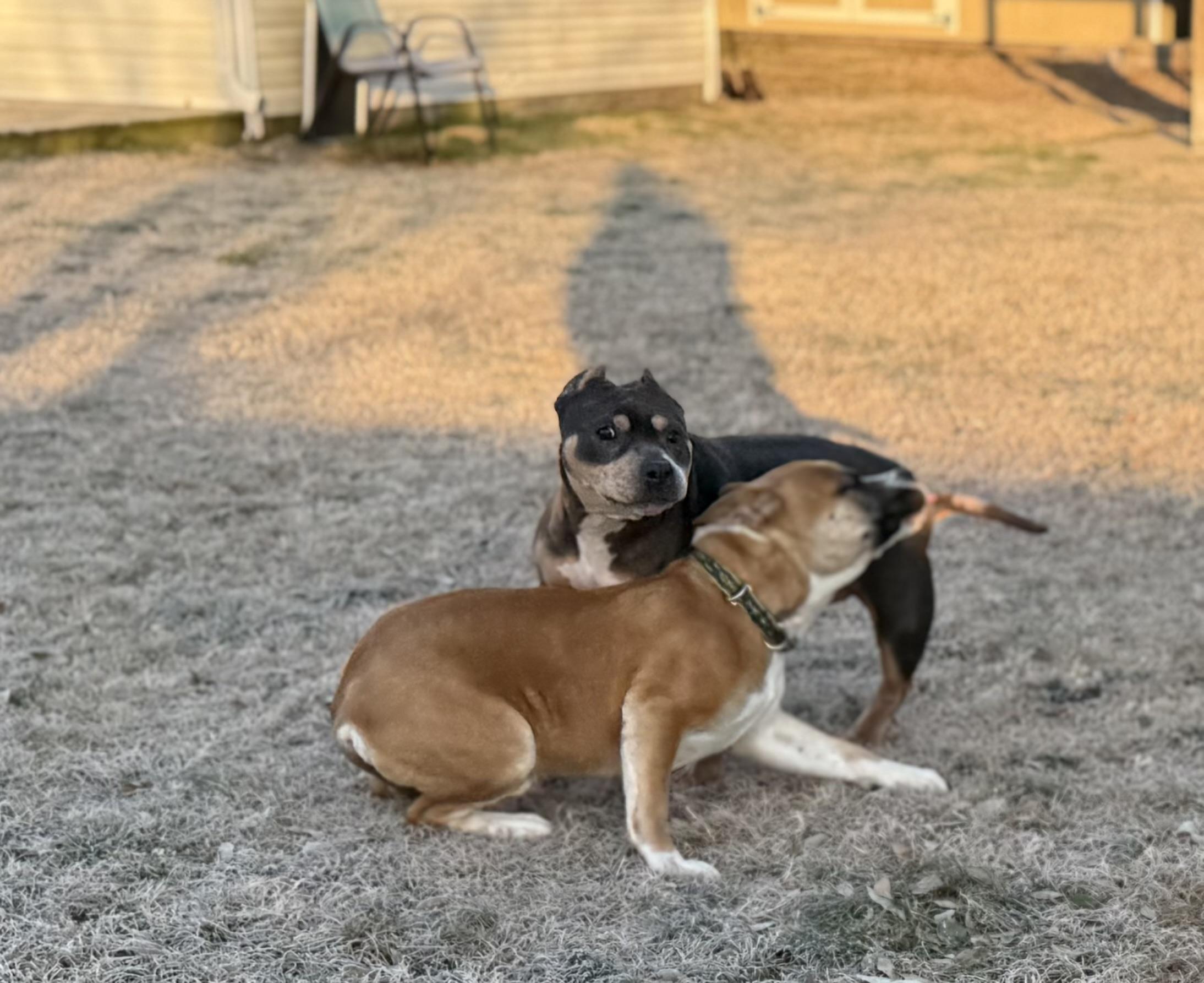 Enlarge Fajita, a ADOPTABLE American Bully in Grandy, NC image 6/6