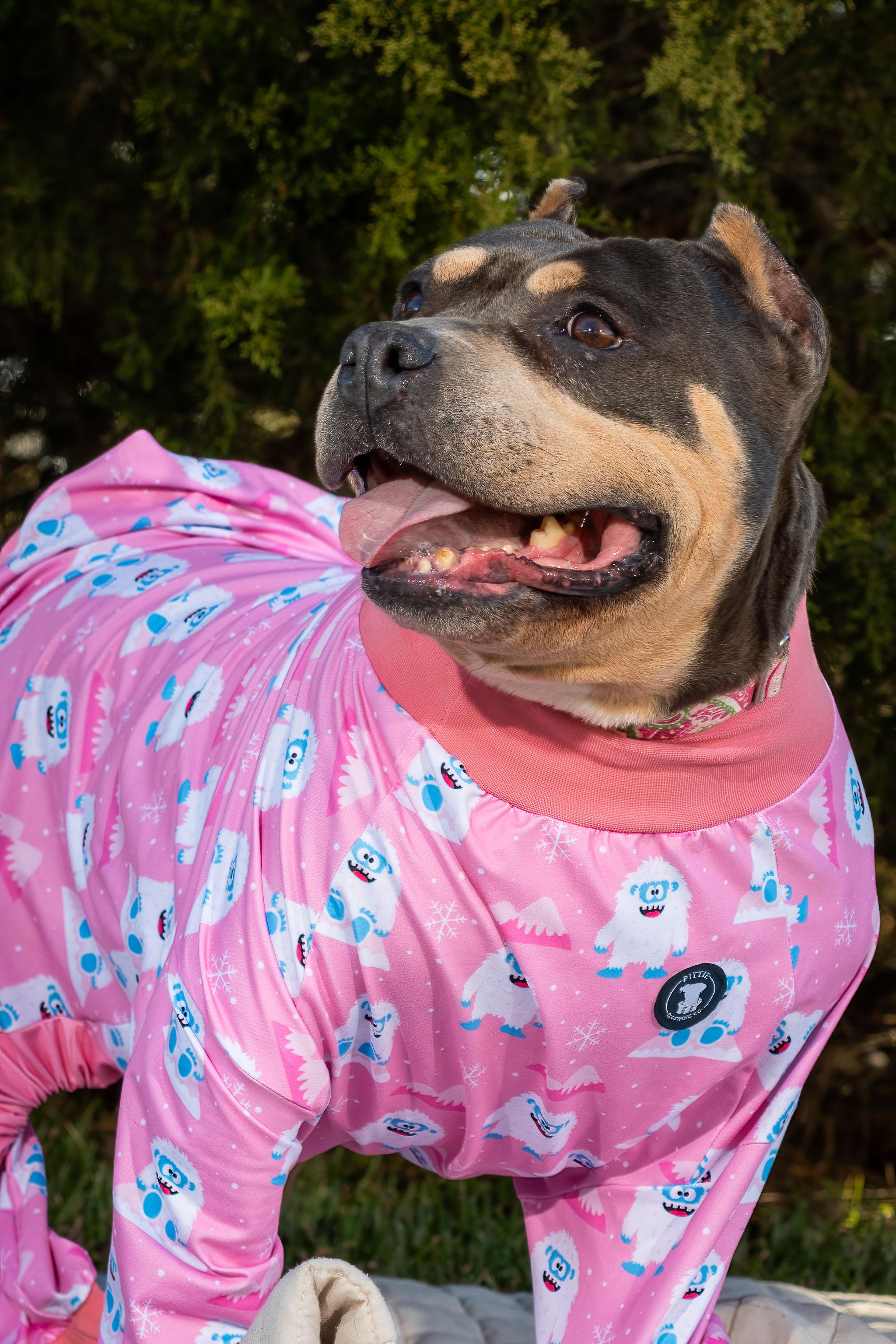 Enlarge Fajita, a ADOPTABLE American Bully in Grandy, NC image 3/6