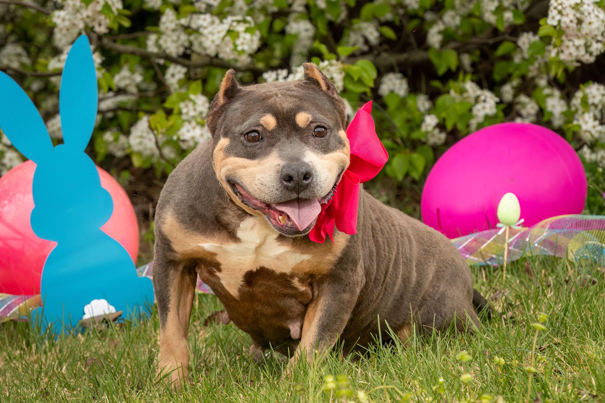 Enlarge Fajita, a ADOPTABLE American Bully in Grandy, NC image 4/6