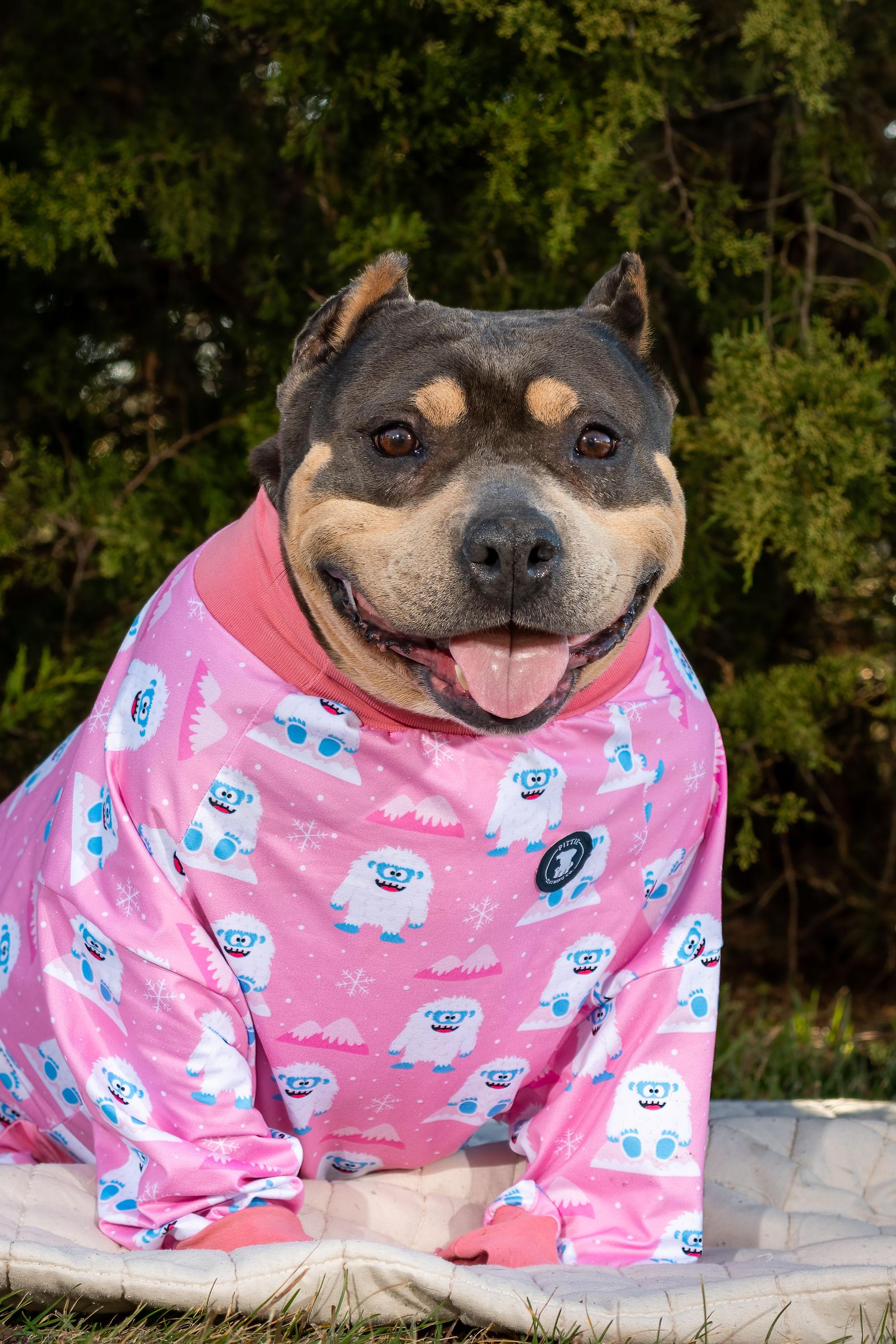 Enlarge Fajita, a ADOPTABLE American Bully in Grandy, NC image 2/6