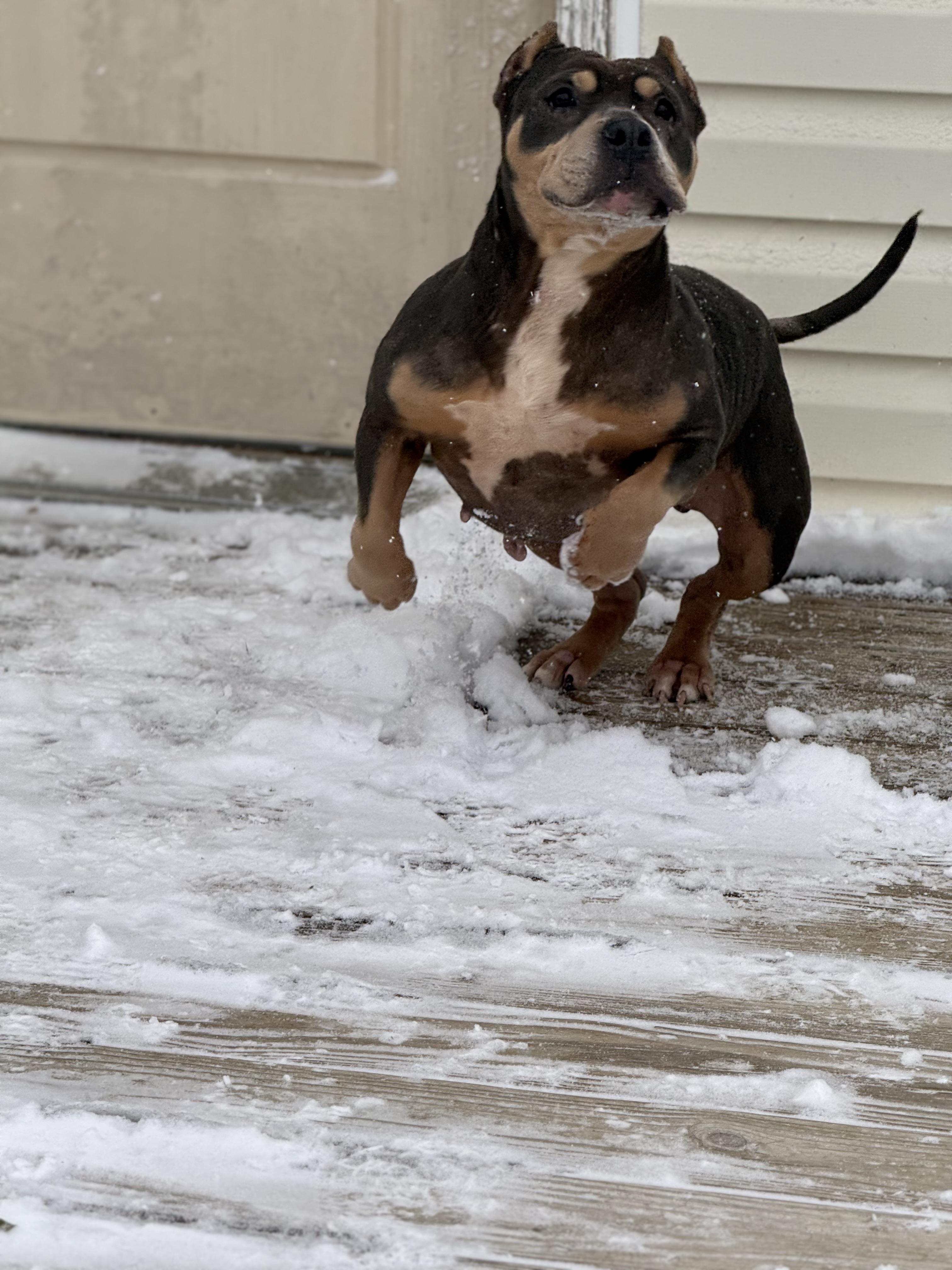 Enlarge Fajita, a ADOPTABLE American Bully in Grandy, NC image 5/6