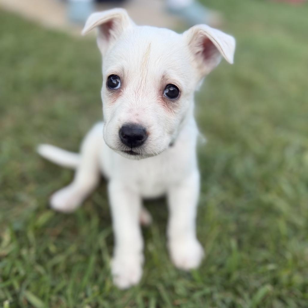 Baby, Adoptable, Puppy Female Husky.