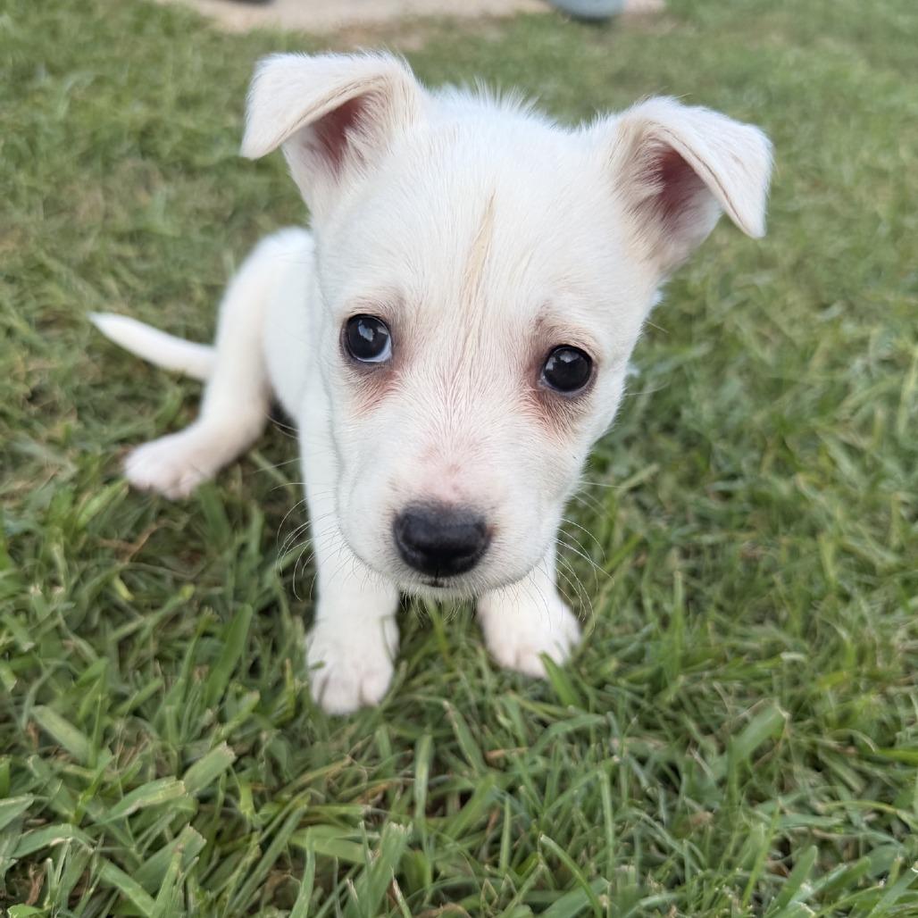 Baby, a Adoptable Husky in Baton Rouge, LA image 2/6