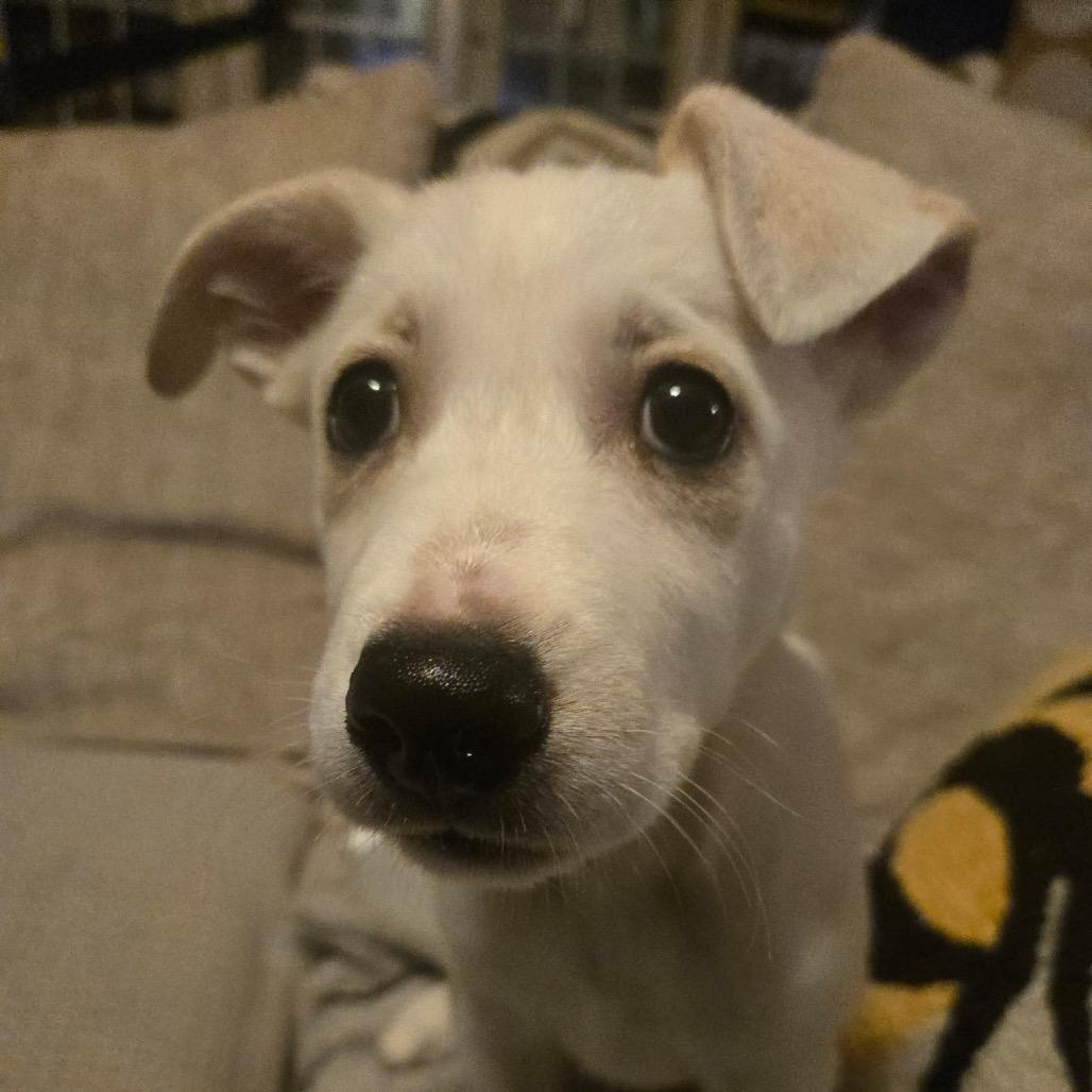 Baby, a Adoptable mixed breed in Baton Rouge, LA image 3/6