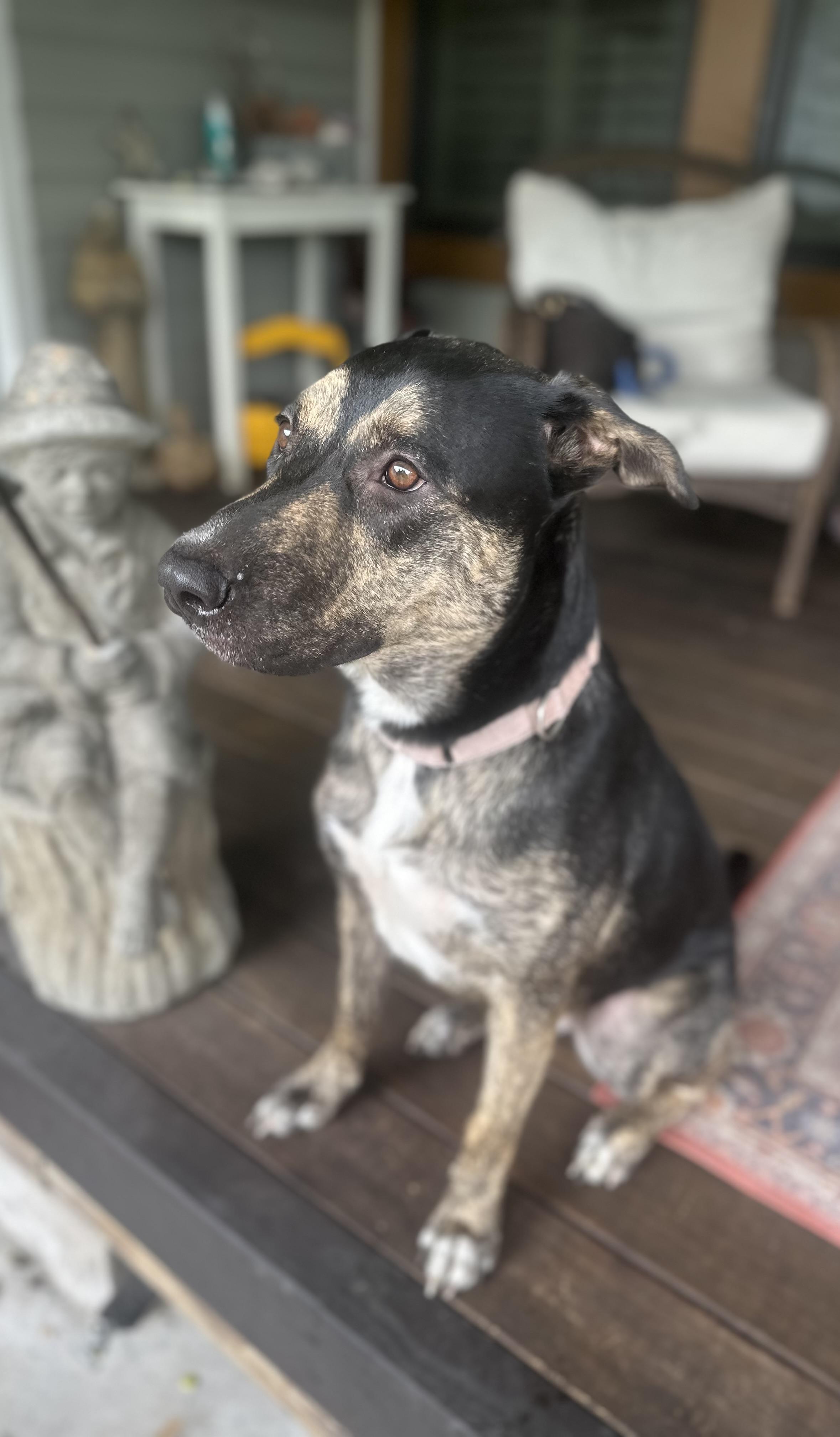 Enlarge Sasha the Shepherd, a ADOPTABLE mixed breed in Humble, TX image 5/6