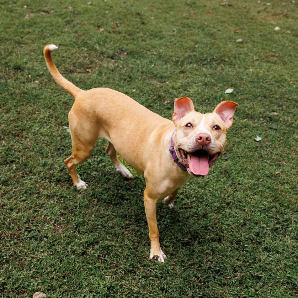 Harper, a Adoptable mixed breed in Sanford, NC image 3/5
