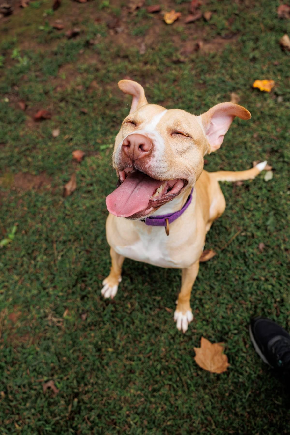 Harper, Adoptable, Adult Female Pit Bull Terrier & American Staffordshire Terrier.