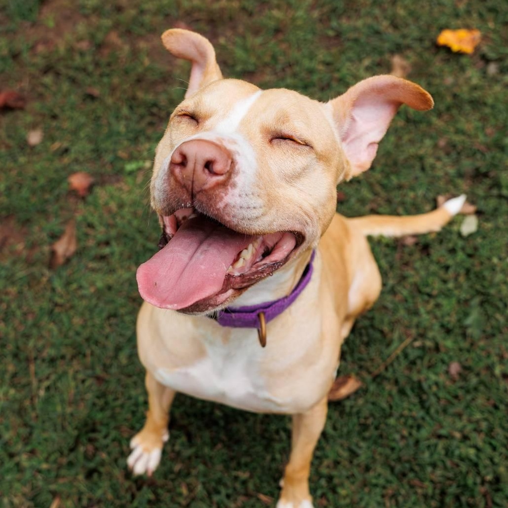 Harper, a Adoptable mixed breed in Sanford, NC image 2/5