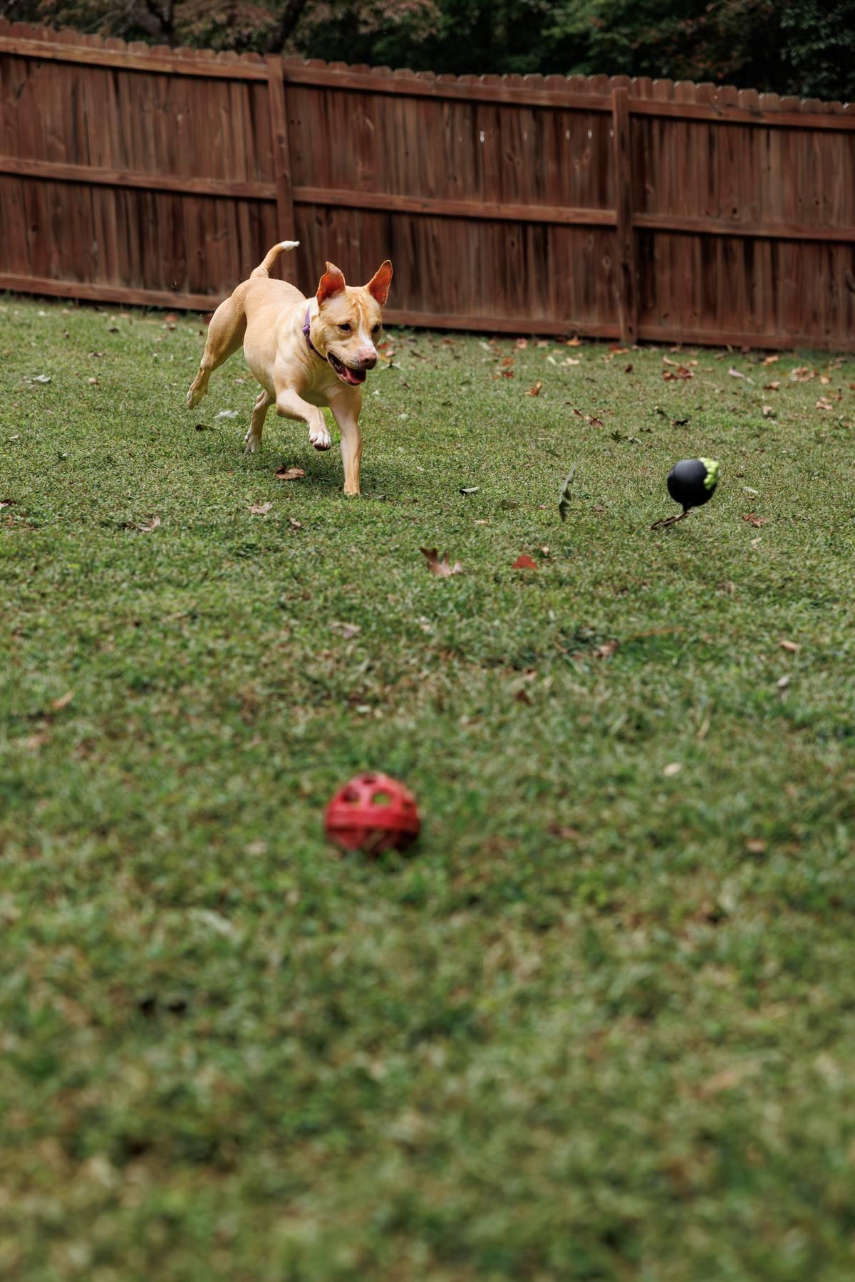Harper, a Adoptable mixed breed in Sanford, NC image 3/5