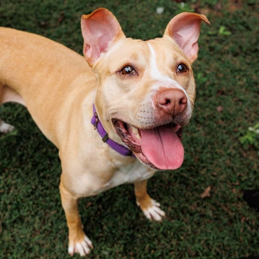Harper, a Adoptable mixed breed in Sanford, NC image 1/5