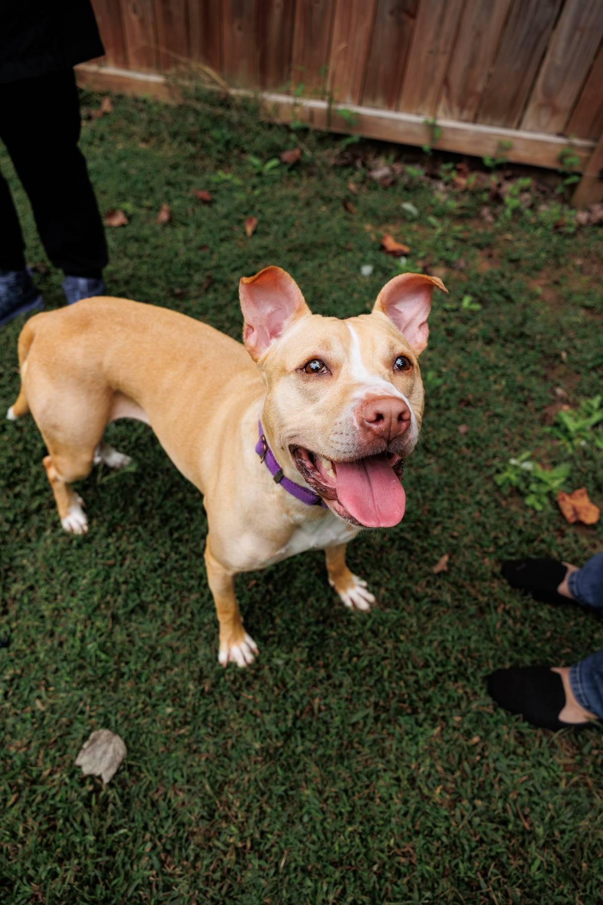 Harper, a Adoptable mixed breed in Sanford, NC image 4/5