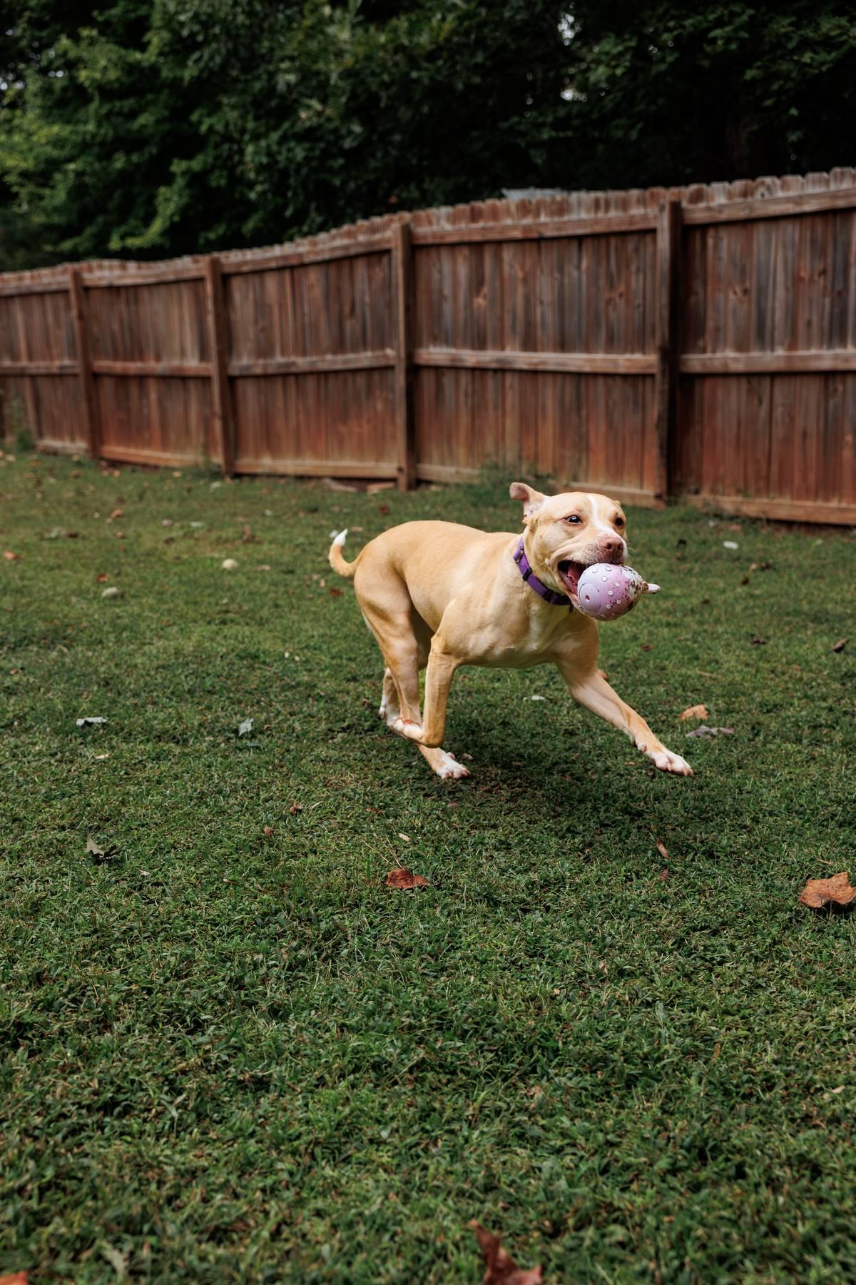 Enlarge Harper, a Adoptable mixed breed in Sanford, NC image 3/5