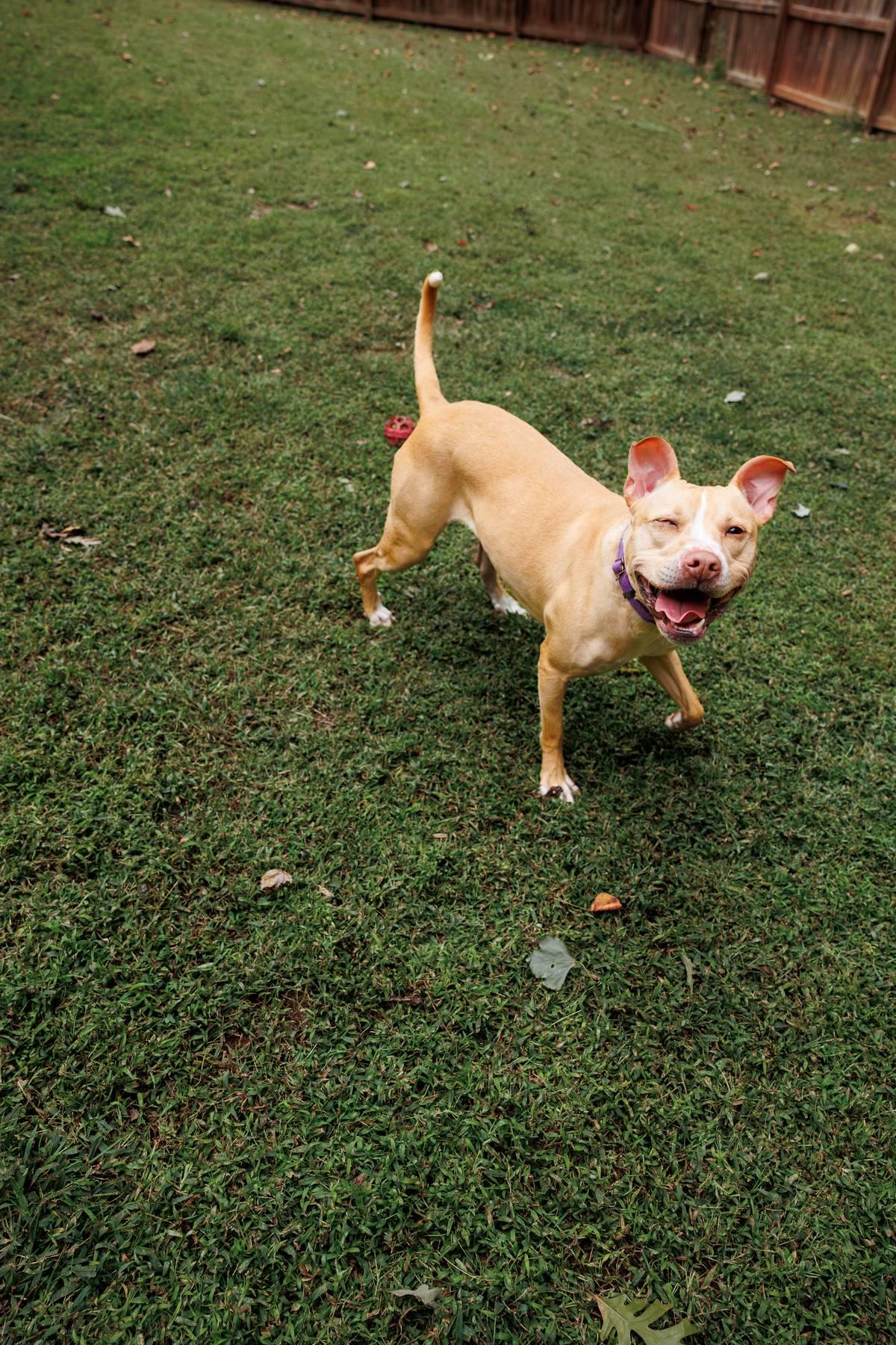 Harper, a Adoptable mixed breed in Sanford, NC image 5/5