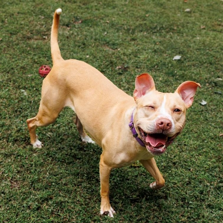 Harper, a Adoptable mixed breed in Sanford, NC image 5/5