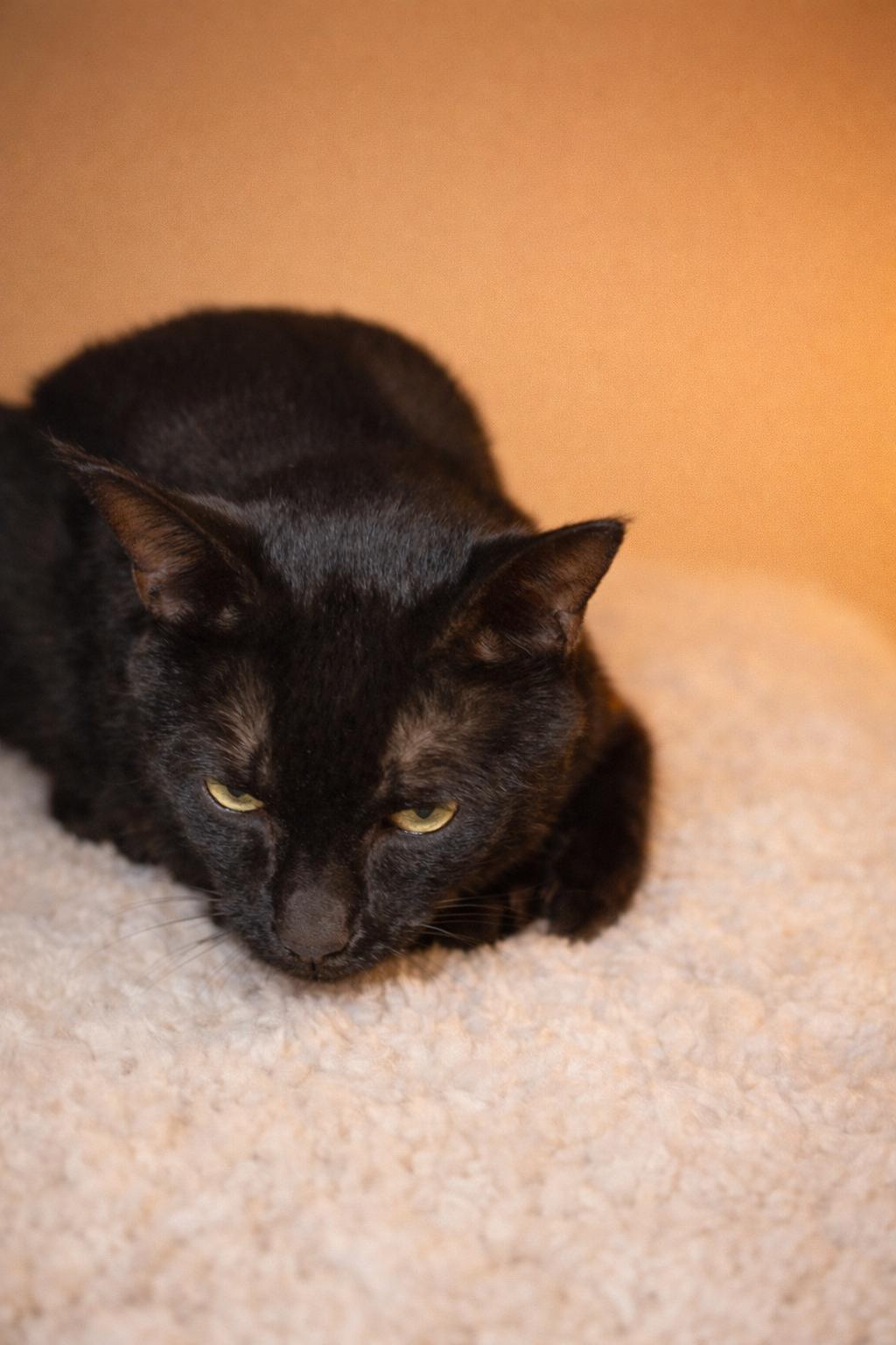 Enlarge Poppy, a Adopted Domestic Short Hair in Pineville, LA image 1/3