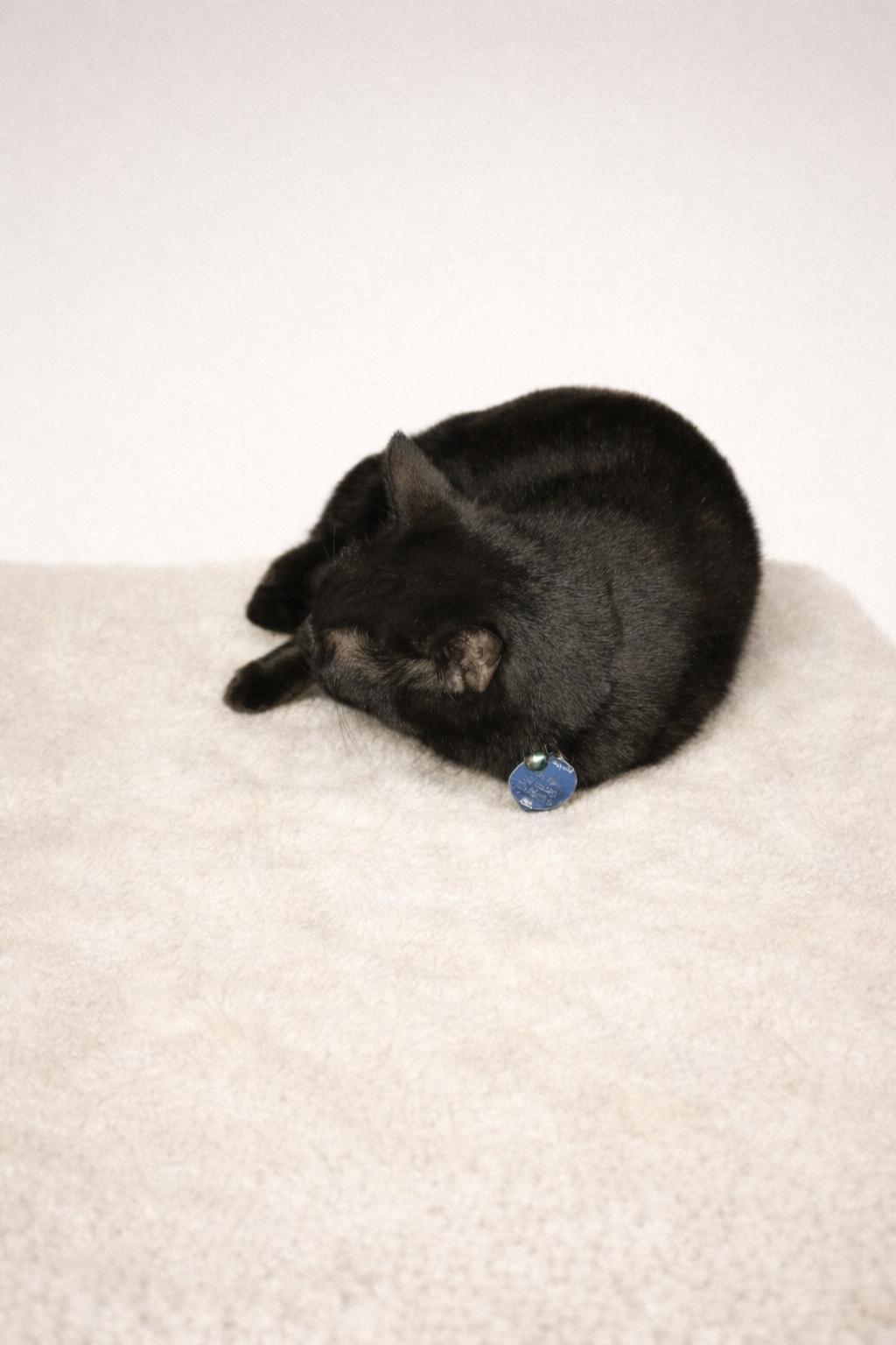 Enlarge Poppy, a Adopted Domestic Short Hair in Pineville, LA image 2/3