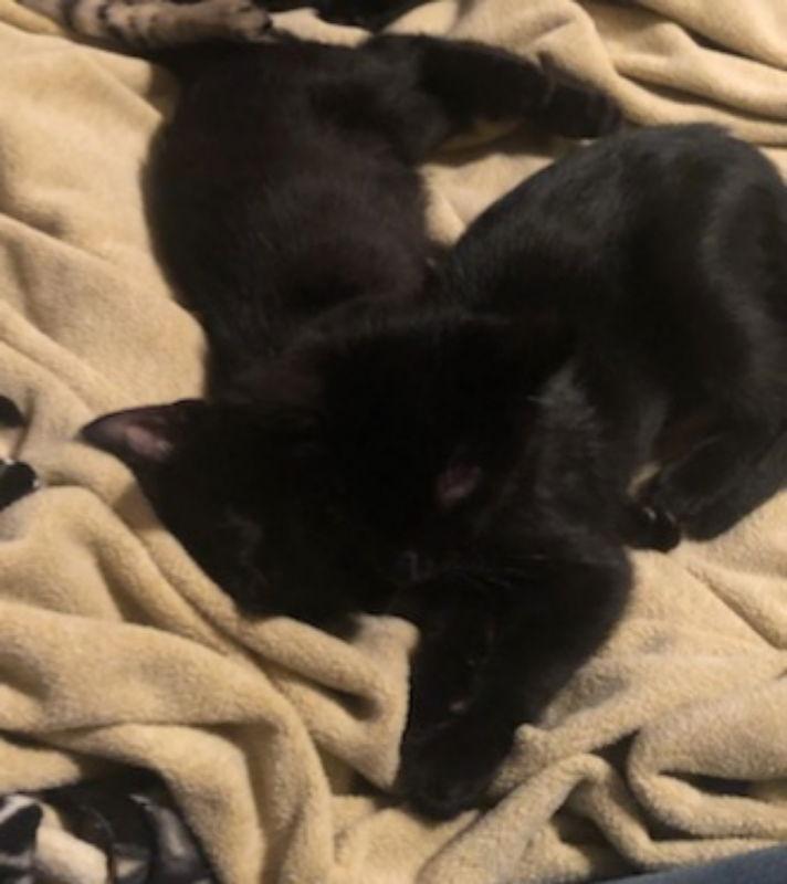 Enlarge Poppy, a Adopted Domestic Short Hair in Pineville, LA image 3/3